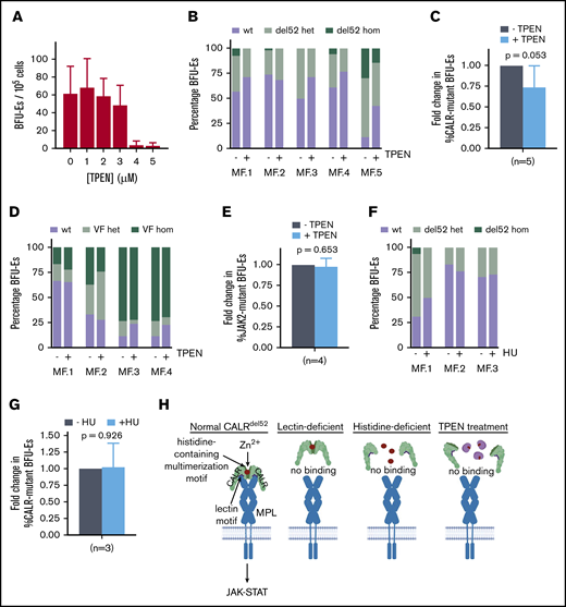 Zinc chelation exhibits selective cytotoxicity against CALR-mutant cells from MPN patients. (A) BFU-E colony counts of PBMCs from healthy volunteers grown in methylcellulose in the presence of 0 to 5 μM TPEN. (B) PBMCs from 5 myelofibrosis patients (allele burden ranging from 20% to 73%) were cultured in the presence and absence of 2.5 μM TPEN, and BFU-Es genotyped for the presence of CALR del52 mutation after 14 days. Proportion of colonies with wild-type CALR (wt), heterozygous for CALR del52 mutation (del52 het), or homozygous for CALR del52 mutation (del52 hom) cultured in the presence and absence of 2.5 μM TPEN. At least 20 colonies were genotyped for each patient. (C) Average fold change of CALR-mutant colonies (including heterozygous and homozygous colonies) for 5 MF patients examined following TPEN treatment relative to untreated cultures, which was arbitrarily designated as 1. (D) Proportion of colonies with JAK2 (wt), heterozygous for JAK2V617F mutation (VF het), or homozygous for JAK2V617F mutation (VF hom) cultured in the presence and absence of 2.5 μM TPEN. At least 20 colonies were genotyped for each patient. (E) Average fold change of JAK2-mutant colonies (including heterozygous and homozygous colonies) for 4 MF patients examined following TPEN treatment relative to untreated cultures, which was arbitrarily designated as 1. (F) Proportion of colonies with CALR (wt), heterozygous for CALR del52 mutation (del52 het), or homozygous for CALR del52 mutation (del52 hom) cultured in the presence and absence of 2 μM hydroxyurea (HU). At least 15 colonies were genotyped for each patient. (G) Average fold change of CALR-mutant colonies (including heterozygous and homozygous colonies) for 3 MF patients examined following HU treatment relative to untreated cultures, which was arbitrarily designated as 1. (H) Model depicting interplay between zinc, CALRdel52 multimerization and MPL activation. (C-G) Testing for statistical significance was performed using Student t test (*P < .05).