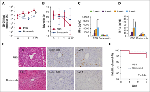 The effects of bortezomib on the systemic CAEBV xenograft model. The xenograft model of systemic CAEBV was generated using NOG mice. Mice were injected intraperitoneally with 300 μL of PBS, or 1.67 mg/kg bortezomib in 300 μL of PBS twice a week for 3 weeks. (A-B) PBS and bortezomib were administered to 11 mice for each. The EBV-DNA load of PB and the body weight were monitored weekly. *P < .05. (C-D) The concentration of cytokines in the serum was measured every week among 3 mice established by injecting the PBMCs of the CD4-3 patient. The data represent the mean plus or minus SD of each independent experiments. (E) Representative images of hematoxylin/eosin (HE) staining and EBER ISH are shown after 3 weeks of treatment with bortezomib or PBS in the mice established by injecting PBMCs of the CD4-3 patient. Original magnification ×400. (F) The survival curve of the bortezomib-treated mice (n = 40: 20 CD4 cell type, 20 CD56 cell types) and the PBS-treated mice (n = 40: 20 CD4 cell type, 20 CD56 cell types) was analyzed by the log-rank test.