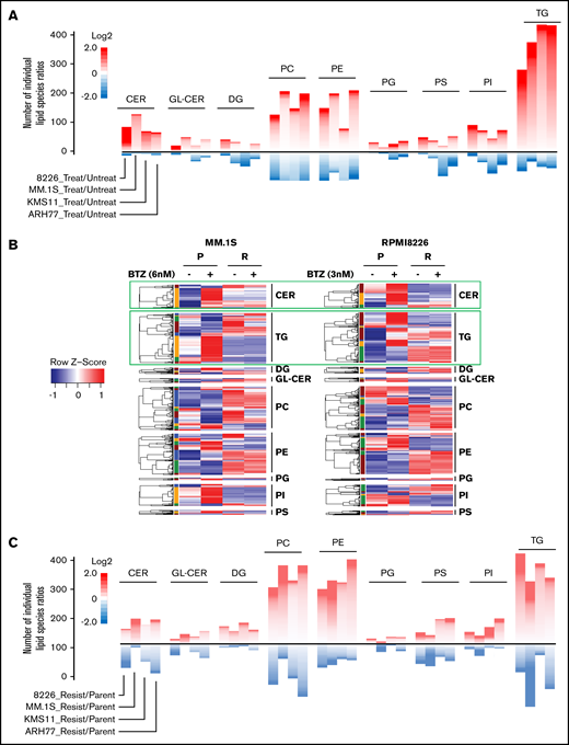 BTZ treatment affects lipid composition in parental and BTZ-resistant MM cells differently. (A) Cells from indicated parental MM cell lines were treated or not with the 50% inhibitory concentration amounts of BTZ for 16 hours (MM.1S, 6 nM; RPMI8226, 3 nM; KMS11, 6 nM; and ARH-77, 8 nM) followed by the assessment of cell viability via trypan blue exclusion assay. No increase in cell death was detected in BTZ-treated cells (data not shown). Treated and untreated cells were subjected to lipidomic analysis in independent triplicates. Mean ratios of the levels of individual lipids between BTZ-treated and untreated MM cells were calculated and plotted as heatmaps for lipid classes designated as in Figure 3. The heatmaps consist of individual lipid species ratios. A scale for the number of individual lipid species ratios is shown on the right. Only lipid classes with >20 species are shown. (B) Cells from indicated parental and BTZ-resistant MM cell lines were subjected to untargeted lipidomic analysis in independent triplicates. Raw values of each lipid molecule (each row) were transformed as z scores and plotted as heatmaps, with red representing the highest value and blue representing the lowest value. (C) Cells from indicated parental and BTZ-resistant MM cell lines were subjected to lipidomic analysis in independent triplicates. Mean ratios of the levels of individual lipids between BTZ-resistant and parental MM cells were calculated and plotted as heatmaps for lipid classes designated as in Figure 3. Only lipid classes with >20 species per lipid class are shown. The heatmaps consist of individual lipid species ratios. A scale for the number of individual lipid species ratios is shown on the right.