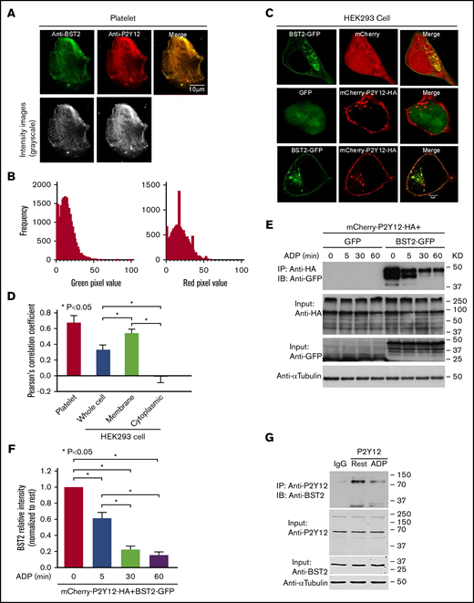Colocalization and interaction of tetherin/BST-2 with P2Y12R. Tetherin/BST-2 colocalized with the P2Y12R in (A-B,D) mouse platelets and (B-C) HEK293 cells. (A) Representative confocal images of permeabilized mouse platelets spread on fibrinogen and treated with rat anti-mouse tetherin/BST-2 and rabbit anti-P2Y12, followed by anti-rat Alexa 488 (green)– and anti-rabbit Alexa 546 (red)–conjugated secondary antibodies. Bar represents 10 µm. (B) Pixel intensity histograms of gray scale images (A; bottom) corresponding to output from green and red channels (A; top). (C) HEK293 cells were transiently transfected with tetherin/BST-2-GFP alone or with either mCherry or mCherry-HA-P2Y12R. Fixed cell samples were prepared for subsequent confocal microscopy. Representative confocal images of HEK293 cells coexpressing BST-2-GFP (green) and mCherry (red; top), GFP and mCherry-P2Y12-HA (middle), or BST-2-GFP and mCherry-P2Y12-HA (bottom). Bar represents 1 μm. Images from panels A and C underwent subsequent quantitative analysis (C; n = 16 for platelet and n = 22 for HEK293 cells, across 3 independent experiments). (D) Pearson’s correlation coefficients (PCCs) in either platelets or in the whole cell vs the membrane or cytoplasm of the cell. The PCCs were significantly higher in membranes vs either the whole cell or cytoplasm. *P < .05; Student t test. (E-F) HEK293 cells cotransfected with mCherry-HA-P2Y12 and either tetherin/BST-GFP or GFP control were treated with ADP (20 μM; 0-60 minutes). The cells were lysed, and the receptors were immunoprecipitated with monoclonal mouse anti-HA-agarose. (E) The samples were resolved by sodium dodecyl sulfate-polyacrylamide gel electrophoresis (SDS-PAGE) and immunoblotted for associated anti-GFP (top) and reprobed with an anti-HA antibody to show the total receptor immunoprecipitated (second gel). Inputs were immunoblotted for GFP (third gel) and anti-α-tubulin to show equal protein loading. Gels are representative of 3 independent experiments. (F) Quantification of tetherin/BST-2 coimmunoprecipitated with P2Y12R. Data are normalized relative to association of tetherin/BST-2 with P2Y12R at rest vs agonist stimulated and expressed as means ± standard error of the mean (n = 3; *P < .05, Mann-Whitney U test). (G) The P2Y12R was immunoprecipitated from control or ADP-treated, washed platelets (10 µM; 30 minutes) with a receptor-specific rabbit antibody, as outlined in “Methods.” Immunocomplexes were resolved by 10% SDS-PAGE and immunoblotted with anti-BST-2 antibody (top gel). Inputs were immunoblotted for P2Y12R (second gel), BST-2 (third gel), and anti-α-tubulin (bottom gel) to show equal protein loading.