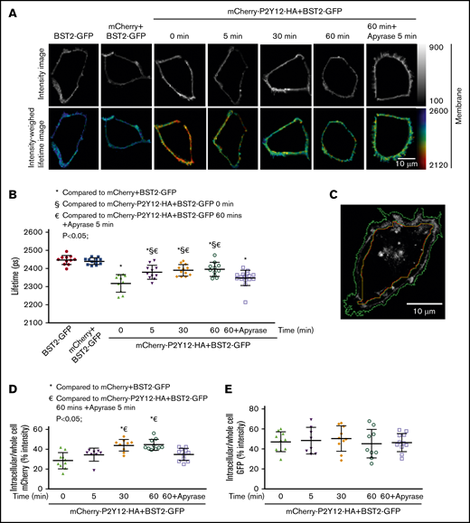 Tetherin/BST-2 interacts directly with the P2Y12R. HEK293 cells were transiently transfected with tetherin/BST-2-GFP (FRET donor) alone or with either mCherry or mCherry-HA-P2Y12R (FRET acceptor). Cells coexpressing tetherin/BST-2 and P2Y12R were stimulated with ADP (20 μM; 0-60 minutes) or with ADP (20 μM; 60 minutes), followed by the addition of apyrase (1 U/mL) for 5 minutes. Fixed cell samples were prepared for subsequent microscopy. (A) Representative fluorescence intensity (gray scale images, top) and corresponding intensity-weighted (pseudocolor, bottom) images of cell membranes at selected time points of measurement. (B) Fluorescence life measurements of tetherin/BST-2-GFP from cell membrane regions showing association of P2Y12R with tetherin/BST-2. Coexpression of tetherin/BST-2-GFP (donor) with mCherry-HA-P2Y12R (acceptor) significantly reduced donor vs mCherry life (*P < .05; Student t test) indicative of protein proximity. Addition of ADP (5, 30, and 60 minutes) significantly increased donor life vs the non–agonist-treated control (§P < .05; Student t test) or after apyrase removal of ADP (€; P < .05; Student t test). (C-E) Agonist-induced changes in P2Y12R and tetherin/BST-2 intracellular expression were assessed, and the data were normalized and expressed as a percentage of whole-cell fluorophore intensity. (C) Cell images captured before FLIM were segmented in CellProfiler by using a semiautomatic approach. Identified objects were subsequently reduced in size by 10% to produce complementary masks to define the cell edge and central regions. ADP treatment had no effect on tetherin/BST-2 intracellular expression (D), but promoted a significant increase in intracellular accumulation of the P2Y12R vs non–agonist-treated control (*P < .05; Student t test) or after apyrase removal of ADP (P < .05; Student t test; E). (B,D-E) Data points represent a single cell (n > 12 per transfection condition) pooled across 3 independent experiments with line and error bars representing means ± standard error of the mean .