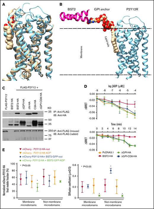 The GPI anchor of tetherin/BST-2 is needed to regulate P2Y12R function. (A) An overlay of the P2Y12R crystal structures: antagonist bound (wheat, 4NTJ)x28 and agonist bound (cyan,4PXZ)xx.29 Protein structures are shown as ribbons, and cholesterol (wheat) and 1-oleoyl-R-glycerol (cyan) are shown in space-filling representations. TM-helices binding these lipids are labeled I, VI, and VII. (B) A model of the tetherin/BST-2-GPI interaction with P2Y12R. C-terminal part of tetherin/BST-2, magenta ribbon; GPI anchor in space-filling representations with the lipid tails in the membrane packed against agonist-bound P2Y12R, shown as cyan ribbon. Molecular modeling showing potential interaction between tetherin/BST-2 and the P2Y12R. (C) The GPI anchor of tetherin/BST-2 is necessary for P2Y12R interaction. HEK293 cells were transfected with FLAG-P2Y12 alone or in combination with a variety of HA-tagged constructs, including full-length tetherin/BST-2, 2 truncations lacking either the N-terminal region (ΔN-HA) or the GPI anchor (ΔGPI-HA) of tetherin/BST-2, tetherin/BST-2 triple cysteine→alanine mutant (C3A-HA), or a tetherin/BST-CD8 construct in which the GPI anchor has been replaced by the CD8α transmembrane domain (ΔGPI-CD8-HA). Cells were lysed, and the receptor was immunoprecipitated by using monoclonal mouse anti-FLAG M2 Affinity Gel. Samples were resolved by sodium dodecyl sulfate-polyacrylamide gel electrophoresis and immunoblotted for associated anti-HA (top gel). Inputs were immunoblotted for anti-HA to show protein loading (middle gel) and immunoprecipitates reprobed with anti-FLAG antibody (rabbit) to show the total receptor immunoprecipitated (bottom gel). (D) The GPI anchor of tetherin/BST-2 is essential for tetherin/BST-2–dependent regulation of P2Y12R activity. HEK293 cells were cotransfected with 2:1:1 ratios of Gi protein constructs (Rluc-II-tagged Gαi-1/Gβ1/GFP10-tagged Gγ2), FLAG-P2Y12R and either HA-tagged tetherin/BST-2 constructs (HA-WT, ΔGPI-HA or CD8-ΔGPI-HA) or pcDNA3.1 control. P2Y12R activity was assessed by agonist-stimulated changes in BRET between Gαi-1-Rluc-II and GFP10-Gγ2 in living cells. Data are expressed as ΔBRET by subtracting the BRET values obtained in the vehicle condition from the one measured with ADP and represent mean ± standard error of the mean of 4 independent experiments. Shown are concentration-dependence of P2Y12R activation (ADP; 1 nM-100 µM; top) and time-dependent activation of the P2Y12R by ADP (20 µM; bottom). Only full-length tetherin/BST-2-HA expression attenuated P2Y12R activity (both top and bottom; *P < .05; 2-way ANOVA tetherin/BST-2 vs pDNA3.1 control). (E) Tetherin/BST-2 attenuatedP2Y12R mobility in membrane microdomains after receptor activation, as assessed by FRAP. HEK293 cells expressing mCherry-HA-P2Y12R alone or coexpressing mCherry-P2Y12-HA and BST-2-GFP, were stained with the membrane microdomain marker cholera toxin-B (CTB). Confocal FRAP was performed at 37°C in live cells with a 2-μm diameter bleach spot (supplemental Figure 4B) on CTB+ (yellow circles) or negative regions (cyan circles) of the cell membrane. FRAP was subsequently assessed. In agonist-treated cells ADP (20 µM) was added 5 minutes before FRAP. Data were collected from >9 cells from 3 independent experiments and are expressed as either the percentage of normalized mCherry-P2Y12-HA final mobile fraction (left) or the diffusion coefficient (mm2/s; right). Tetherin/BST-2 expression significantly attenuated P2Y12R mobility into CTB+ membrane microdomain regions in ADP-treated cells (left; *P < .05 Mann-Whitney U test in tetherin/BST-2 expressing vs nonexpressing cells in membrane microdomains in ADP-treated cells (right); *P < .05; Student t test; tetherin/BST-2–expressing vs nonexpressing cells in membrane microdomains in ADP-treated cells).