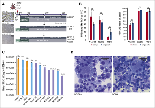 Identifying GMP-grade hPSC lines with good MK output for future clinical-grade production. (A) Refining the seeding of hPSCs for FoP. The original protocol (Moreau et al,6 top panel) uses a 3D embryoid body (EB) to promote the initial mesoderm induction step (top panel). We progressed this toward a 2D system more suited to large-scale manufacturing, first using 2D cell clumps (middle panel), then single-cell seeding (bottom panel). Images (left) show light microscope images of day 0 cultures for each method. Scale bars, 500 μm. (B) Transitioning from 3D to 2D single-cell seeding does not compromise MK yield or purity. Bar graphs for 3 hPSC lines (QOLG, FFDK, and A1ATD1) seeded as clumps or single cells showing the number of MKs (expressed per undifferentiated starting hiPSC) obtained by day 20 of culture (left graph) and their purity by percentage of mature CD41+CD42+ cells (right). Mean ± 1× standard error of the mean (SEM); n = 4. (C) Screening GMP hPSC lines for MK output by FoP. Eighteen GMP hPSC lines were tested for their MK output at day 20 using the culture protocol shown in panel A (bottom panel) alongside 2 control iPSC lines. Bar graph showing MK output for the 9 GMP lines that had over 50% CD41+CD42+ cells, including 5 hESCs (lavender bars), 4 hiPSCs (light blue bars), and 2 control hiPSC lines (orange bars). Yields are expressed per 1.00E+05 undifferentiated starting cells (dotted line) plotted on a log10 axis, Mean ± 1× SEM where n > 1. Numbers above each column are the mean yield of MKs per starting cell. (D) Cytospins of the control line QOLGand DELTA-3 at day 24 of differentiation showing large multinucleated MKs stained using Rapid Romanowsky. Scale bars, 50 μm. ns, not significant; SCF, stem cell factor; TPO, thrombopoietin.