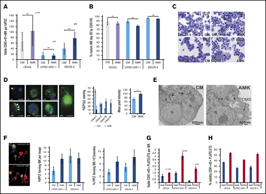 Optimizing culture conditions to improve MK maturity and platelet production. (A-B) Bar graphs comparing previously published culture medium (CM) and bespoke medium (AMK) showing the number of viable MK per starting hiPSCs at day 20 posttransduction (A) and purity (percentage of CD41+CD42+ cells) (B). Mean ± 1× SEM; n = 3. Results are shown for a control hiPSC line (gray/lavender bars) and 2 clinical-grade hiPSC lines (blue bars). (C) Cytospins of day 20 MKs from the control QOLG and clinical-grade DELTA-3 lines cultured in either CM or AMK stained using Rapid Romanowsky. Scale bars, 50 μm. Black arrows indicate polynucleated MKs. Examples of cytospins performed for each experiment. (D) DMS assessment. Left: fluorescent immunohistochemistry images of DELTA-3 FoP MKs cultured in AMK or CM as indicated and stained for GPIbβ (CD42C, green) and nuclei stained using 4′,6-diamidino-2-phenylindole (DAPI; blue), classified according to their DMS development as per Aguilar et al24 (supplemental Methods). Magnification ×60. Left bar graph: the percentage of MKs at each level of maturity for MKs grown in CM or AMK. There is an increase in both class III and IV MKs in AMK and a significant increase in the average mean pixel intensity (right graph) for GPIbβ. **P ≤ .005. Analysis of variance (ANOVA) combining data from all classes. Data from DELTA-3; n = 3, 125 images. (E) Transmission electron microscopy images of mature DELTA-3 MKs cultured in either CM or AMK. MKs cultured in CM (left) have a heterogeneous granule population including α granules (arrowheads) but lack a DMS. MKs grown in AMK (right) show both granules and the beginning of a DMS network (black arrow). Scale bars, 500 nm. Twelve images were examined for CM and 9 for AMK. (F) Proplatelet formation was assessed in MKs derived from both LIPSC-GR1.1 and DELTA-3 and cultured in CM or AMK. Representative immunohistochemistry images of LIPSC-GR1.1 MKs showing α tubulin (green), F-actin (red), and DAPI 1 μg/mL (blue). Magnification ×60. The percentage of MKs showing at least 1 proplatelet extension (left graph) and the percentage of multibranched proplatelet forming MKs (right graph) was increased in AMK. Ten images were examined per sample from n = 2 biological replicates. Error bars indicate the range in values. Mean ± 1× SD. (G) Platelet production by mature MKs transferred to high-glucose cytokine-free medium (RPMI 1640) for 72 hours was assessed by flow cytometry. The percentage of viable (by Calcein-AM) platelet-size CD41+CD42+ particles produced by QOLG, LIPSC-GR1.1, and DELTA-3 increased compared with leaving the MKs in cytokine-free AMK when mature. An increase in platelets produced per MK ranging from 2.84-fold to 7.3-fold was seen for iLIPSC-GR1.1.2 and iDELTA-3.7, respectively. Error bars indicate the range in values. Mean ± 1× SD; n = 2. (H) Viability by Calcein-AM of the platelet-size CD41+CD42+ particles also significantly increased for QOLG and iLIPSC-GR1.1.2. Error bars indicate the range in values. Mean ± 1× SD; n = 2.