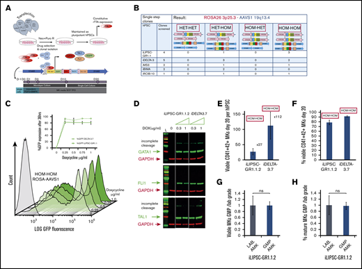 Doxycycline inducible lines for the production of MKs. (A) Scheme illustrating the targeting, clone selection, and culture of inducible cell lines. We simultaneously targeted the Rosa 26 (pRosa_neo CAG-rtTA expressing the protein rtTA) and the AAVS1 (pAAVS1-puro TRE-PC3 expressing GFP and the 3TFs) loci using nucleofection followed by simultaneous neomycin and puromycin selection. Upon doxycycline addition to the culture medium, GFP and the 3TFs are expressed as individual proteins; each TF was preceded by a self-cleaving 2A oligopeptide. Cells are cultured in the optimized media AMK with a 3-day mesoderm inducible step allowing for the slower dynamic of differentiation compared with lentiviral transduction. (B) Genome-editing efficiency. We show the outcome of the single-step targeting strategy for 5 independent lines (4× hiPSC and 1× hESC) from which a total of 14 clones were screened. The panel at the top indicates state of the ROSA (pink bars) and AAVS1(blue bars) alleles in the various clones. HET signifies that only 1 allele was correctly targeted whereas HOM denotes correct targeting on both alleles. (C) GFP expression as a proxy for the polycistronic cassette expression was measured by flow cytometry. Overlaid histograms are shown for a range of doxycycline concentrations for 1 HOM-HOM clone (iDELTA-3.7). The inset line graph shows the percentage of GFP expression at 36 hours reaches a plateau at 0.25 μg/mL doxycycline for both iDELTA-3.7 (solid line) and iLIPSC-GR1.1.2 (dotted line). Mean ± 1× SEM; n = 3. (D) Single protein transcripts for GATA1, TAL1, and FLI1 are produced from the polycistronic cassette. Western blots for 2 inducible lines iLIPSC-GR1.1.2 and iDELTA-3.7 at increasing doxycycline doses. The 0 μg/mL doxycycline dose is a 50:50 mix of both lines. Lysates were harvested on day 3 of the differentiation protocol. Individual proteins are seen for each of the 3TFs in the inducible cell line sample, however, a small proportion of the total TF protein is expressed as a “fusion” protein, due to incomplete cleavage at the 2A sequences. (E-F) The inducible cell lines iLIPSC-GR1.1.2 and iDELTA-3.7 differentiate into MKs readily upon addition of doxycycline. Bar graphs showing MK yield expressed per 1.00E+05 undifferentiated starting cells (E) and purity (percentage of CD41+CD42+ MKs) (F) at day 20 of differentiation. Mean ± 1× SEM; n = 10 iLIPSC-GR1.1.2; n = 15 iDELTA-3.7. (G-H) Testing GMP-grade culture components. Bar graphs showing the number (G) and the percentage (H) of viable CD41+CD42+ MKs at day 20 postinduction for iLIPSC-GR1.1.2 cultured with GMP (blue)-grade reagents expressed relative to laboratory-grade reagents. Mean ± 1× SEM, n = 3. Dox, doxycycline; E2A, equine rhinitis A virus; Neo, neomycin; P2A, porcine teschovirus-1; Puro, puromycin; T2A, Thoseaasigna virus are the self-cleaving oligopepetides; both TAL1 and FLI1 are codon optimized; TRE 3GV, third-generation Tet response element; .