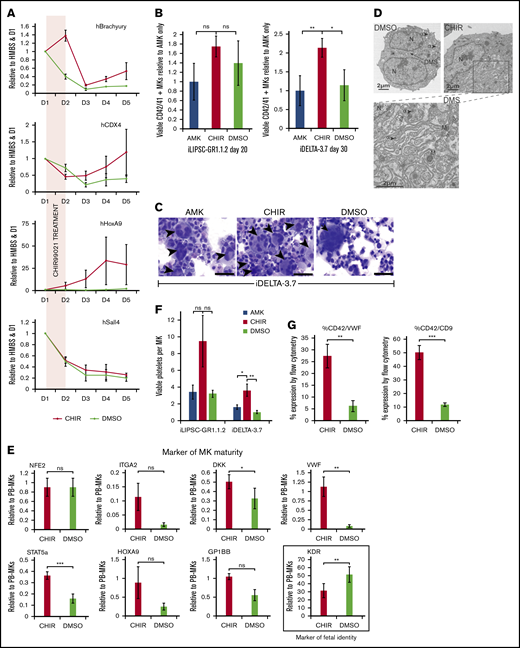 The small molecule inhibitor CHIR99021 enhances the maturity of FoP-MKs via wnt pathway activation. (A) Profiles for the expression of downstream Wnt target genes following 24-hour exposure to CHIR99021. Differentiating cells were treated with the CHIR99021 inhibitor between D1 and D2 (shaded panel) during mesoderm induction (indicated by the expression of Brachyury). Quantitative PCR graphs showing expression of CDX4, HoxA9 and Sall4 between day 0 and day 5 postinduction for iDELTA-3.7 CHIR99021 (red), DMSO control (green). All are expressed relative to HMBS, as the endogenous control, and D1 levels; n = 3 biological replicates; mean ±1× SEM. HoxA9 expression remains significantly. **P < .01 upregulated at day 5. (B) MK maturation from iLIPSC-GR1.1.2 and iDELTA-3.7 with CHIR99021. Bar graphs showing the number of viable MKs for iLIPSC-GR1.1.2 on day 20 and iDELTA-3.7 on day 30 expressed relative to AMK. AMK (blue bar), CHIR99021 (red bar) or DMSO (green bar). Viable MKs for iLIPSC-GR1.1.2 peak earlier at D20 in CHIR99021 treated cultures. Mean ±1× SEM; n = 6 biological replicates, AMK vs CHIR99021 and CHIR99021 vs DMSO are not significantly different using Kruskal-Wallis multiple comparison test. Viable MKs at day 30 for iDELTA-3.7 are significantly higher in CHIR99021 treated cultures using Kruskal-Wallis multiple comparison test AMK vs CHIR99021, **P = .007; AMK vs DMSO, P = ns; CHIR99021 vs DMSO, *P = .01. Mean ± 1× SEM; n = 12 biological replicates. (C) Cytospins of iDELTA-3.7 MKs cultured in either AMK alone, with CHIR99021 or with DMSO (control for CHIR99021) stained using Rapid Romanowski. Black arrowsheads indicate multinucleated cells. Multinucleated MKs are more frequent in the CHIR99021 samples although rare large cells are also seen in the DMSO as illustrated here. Scale bars, 50 μm. (D) Transmission electron microscopy of mature iDELTA3.7 MKs at day 27 reveals a much more extensive DMS in the CHIR99021-treated cells. Scale bars, 2 μm, α granules (α), dense granules (δ), multilobular nucleus (N), mitochondria (M). Left image DMSO sample ×1700 (8 images examined), right CHIR99021-treated samples ×1700 (15 images examined). The rectangle indicates the magnified area shown of the cytoplasmic DMS (below) ×3500. (E) Switch from “embryonic” to “adult” phenotype in CHIR99021-treated MKs. Bar graphs showing expression levels of a panel of markers of MK maturity. CHIR99021-treated iDELTA-3.7 derived MKs have levels of messenger RNA expression closer to those seen in peripheral blood (PB)–derived MKs. After normalization to the endogenous control gene HMBS, results are expressed relative to PB-derived MKs calculated using the relative standard curve method. Bars: red, CHIR99021-treated iMKs; green, DMSO control. Mean ± 1× SEM, n = 3. KDR, a marker of fetal identity, is significantly reduced compared with the DMSO control, **P < .01, Mean ± 1× SEM, n = 7, VWF, a marker of “adult” phenotype is significantly increased compared with the DMSO control **P < .01, Mean ± 1× SEM, n = 5 as is STAT5a ***P < .001, Mean ± 1× SEM, n = 3 and DKK1 *P < .05, Mean ± 1× SEM, n = 3. The maturity markers ITGA2 (CD49b) n = 3, HOXA9 n = 6 and GPIbβ (CD42C) n = 3 all Mean ± 1× EM, P = ns. (F) Platelet production from CHIR99021-treated MKs is increased. Bar graph showing the number of viable Calcein-AM+ CD41+ CD42+ (left) platelets produced per MK for platelets derived from iLIPSC-GR1.1.2 (n = 3) and iDELTA-3.7 (n = 8) from MKs cultured in AMK alone (blue bars), CHIR99021 (red), or vehicle control (green). The increase is nonsignificant for iLIPSC-GR1.1.2 for both AMK vs CHIR99021 and CHIR99021 vs DMSO, for iDELTA-3.7 *P = .03 for AMK vCHIR99021 and **P = .08 for CHIR99021 vs DMSO using ANOVA plus Bonferroni’s multiple comparison test. Mean ± 1× SEM. iLIPSC-GR1.1.2, n = 3 and iDELTA-3.7 n = 8. (G) Expression of VWF and CD9 proteins is increased in CHIR99021-treated MKs shown for iDELTA3.7. VWF expression was assessed by flow cytometry. Both VWF and CD9 expression are elevated by CHIR99021 treatment. Top bar chart shows %CD42a+VWF+ and bottom %CD42a+CD9+ both show a significant increase in CHIR99021 treated cultures compared with DMSO control. CHIR99021 vs DMSO for % CD42a+VWF+ **P < .01, CHIR99021vs DMSO for % CD42a+CD9+ ***P < .001, Mean ±1× SEM, n = 5.