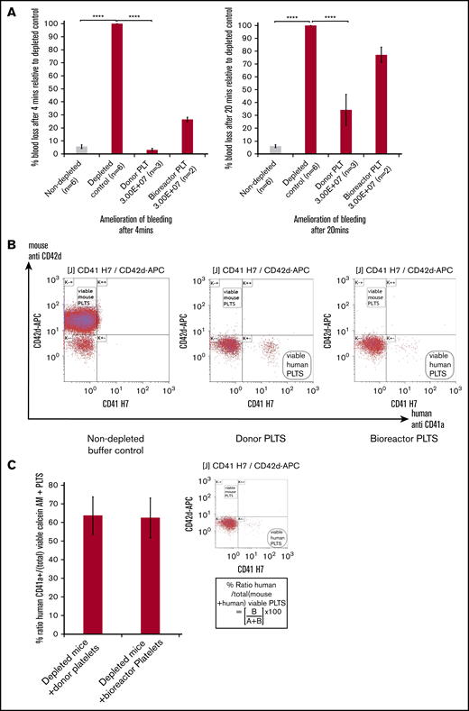 In vivo platelet transfusion and hemostasis model. (A, left) A significant change in percentage of blood loss in control undepleted mice (gray bar) compared with thrombocytopenic mice (red bars) in the hemostasis model after 4 minutes. Infusion of 3.00E+07 donor platelets decreased bleeding to 3.3% of the untransfused depleted control and 3.00E+07 bioreactor platelets to 34.3%. (A, right) Amelioration of bleeding has decreased by 20 minutes for both donor and bioreactor platelets. For both graphs: mean ± 1× SEM, for: nondepleted controls, n = 6; depleted controls, n = 6; donor platelets, n = 3; bioreactor platelets. Mean ± 1× SD; n = 2. One-way ANOVA for both 4 minutes and 20 minutes, nondepleted vs depleted controls ****P ≤ .0001, depleted controls vs donor platelets ****P ≤ .0001. (B) Flow cytometry dot plots showing analysis of mouse blood from inferior vena cava bleeds post-IV injection using 5 μL of mouse blood per sample stained with antibodies specific for mouse (CD42d APC) and human (CD41aAPCH7) platelets. Left panel, A viable mouse platelet population from a nondepleted buffer control. Middle panel, An animal receiving donor derived platelets. Right panel, In vitro bioreactor derived platelets indicating the clear presence of human platelets and a lack of positively staining mouse platelets in the CD42d+ window for profoundly thrombocytopenic mice. (C) Bar graph showing mean values for the percentage ratio of human platelets to total platelets in depleted mice (inset) using the formula (lower right quadrant human platelets (B)/upper left CD42d+ quadrant (A+B)) × 100. There is no significant difference between the 2 groups using the Student t test. Error bars indicate the range in values. Mean ± 1× SD; n = 3, donor platelets; n = 2, bioreactor platelets.
