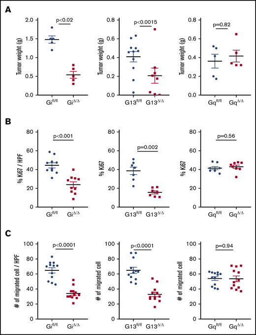 Platelet G proteins and growth of orthotopic ovarian cancer tumors in mice and viability of cancer cells. (A) Gi△/△ mice (left panel) and G13△/△ mice (middle panel) developed smaller tumors 6 to 8 weeks after intraperitoneal injection of ID8 murine ovarian cancer cells (Gi△/△, 0.54 ± 0.1 g; Gifl/fl, 1.46 ± 0.1 g; G13△/△, 0.17 ± 0.007 g; G13fl/fl, 0.42 ± 0.065 g). The deficiency of Gq protein in platelets (Gq△/△) did not affect the final tumor size in mice (Gq△/△, 0.41 ± 0.07 g; Gqfl/fl, 0.48 ± 0.11 g) (right panel). n = 6 to 8 mice per group. (B) The proliferation rate of cancer cells inside tumor nodules was quantified by the percentage of Ki67 positivity per high-power field (HPF): Gifl/fl, 45 ± 4%; Gi△/△, 24 ± 5%; G13fl/fl, 39 ± 5%; G13△/△, 16 ± 2%; Gqfl/fl, 42 ± 2%; Gq△/△, 43 ± 3%). Three tumor-bearing mice, 1 nodule from the mouse, and 3 or 4 HPFs per nodule were examined. (C) Invasiveness of cancer cells after incubation with G protein–deficient platelets was measured in vitro by migration assay: Gifl/fl: 65 ± 6 per HPF; Gi△/△, 34 ± 4 per HPF; G13fl/fl, 65 ± 7 per HPF; G13△/△, 33 ± 5 per HPF; Gqfl/fl, 54 ± 4 per HPF; Gq△/△, 54 ± 7 per HPF. Four HPFs from 3 membranes were imaged and analyzed. All data are mean ± standard deviation. A 2-tailed Student t test was used to determine statistical significance; P < .05 was considered significant.