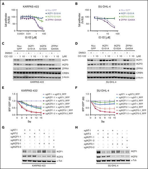 The antiproliferative effect of CC-122 is solely mediated by the degradation of IKZF1 and IKZF3 in DLBCL. (A-D) Dose response curves of CC-122 in KARPAS-422 (A) and SU-DHL-4 (B) cells ectopically expressing NanoLuc luciferase (NLuc) or degradation-resistant mutants of IKZF1, IKZF3, or ZFP91. Cells were treatment with DMSO or CC-122 at the indicated concentrations for 5 days, followed by cell viability assessment using CellTiter-Glo (CTG). Shown are percentages of CTG luminescence signals relative to DMSO controls. Data are shown as the mean ± standard error of the mean (SEM). KARPAS-422, 2 technical replicates; SU-DHL-4, 3 technical replicates. (C-D) Immunoblot analysis of KARPAS-422 (C) and SU-DHL-4 (D) cells ectopically expressing NLuc or degradation-resistant mutants of IKZF1, IKZF3, or ZFP91. Cells were treated with CC-122 at the indicated concentrations for 24 hours. (E-F) Cell fitness assessment of KARPAS-422 (E) or SU-DHL-4 (F) cells with knockout of IKZF1 alone, IKZF3 alone, or both, compared with control cells using a flow cytometry–based CRISPR competition assay. KARPAS-422 or SU-DHL-4 cells stably expressing Cas9 were transduced with a lentiviral vector coexpressing GFP and sgNT-1, or with lentiviral vectors coexpressing RFP and the indicated sgRNAs targeting IKZF1, IKZF3, or both. Three days after infection, RFP and GFP cells were mixed at a 1:1 ratio, and the change in the RFP+/GFP+ ratio was monitored by flow cytometry every 3 days thereafter. RFP+/GFP+ ratios of cells after transduction with the indicated sgRNA were first normalized to their RFP+/GFP+ ratios on day 0 and then to the sgNT-1/sgNT-2 controls at each time point. Data are shown as the mean ± SEM; 3 biological replicates. (G-H) Immunoblot analysis of KARPAS-422 (G) or SU-DHL-4 (H) cells used for the completion assay described in panels E-F.