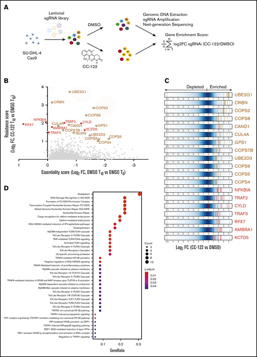A Genome-wide CRISPR screening reveals candidate CC-122 resistance genes in DLBCL. (A) The genome-wide CRISPR screening of SU-DHL-4 cells. (B) Scatter plot of genes with a log2FC (T10_CC-122 vs T10_DMSO) >0 and false discovery rate (FDR) <0.05; x-axis: gene essentiality score shown as log2FC (T10_DMSO vs T0_DMSO); y-axis: resistance score shown as log2FC (T10_CC-122 vs T10_DMSO). Brown open circles mark resistance genes common to other cereblon modulators. Red solid circles mark novel resistance genes unique to CC-122. (C) Log2FC (T10_CC-122 vs T10_DMSO) values of sgRNAs targeting CC-122–enriched genes. Blue represents the background distribution of the sgRNA library, and each vertical line represents an individual sgRNA (5-8 per gene). (D) Pathway enrichment analysis of genes enriched by CC-122 treatment, with log2 FC >1 and FDR <0.05 relative to DMSO control. The color and size of the dots represent the adjusted significance level and gene ratio, respectively. Gene ratio refers to the number of input genes annotated to an individual pathway as a ratio of all input genes annotated to any Reactome database pathway.