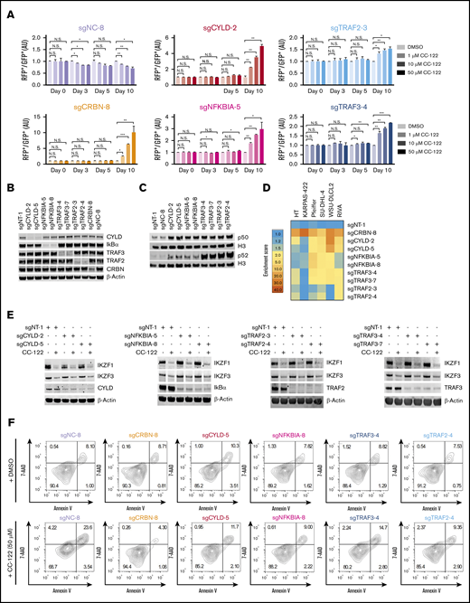 Inactivation of NF-κB repressors confers resistance to CC-122. (A) Cell fitness assessment of SU-DHL-4 cells with knockout of CRBN, CYLD, NFKBIA, TRAF2, or TRAF3 in the presence or absence of CC-122, compared with control cells using a flow cytometry–based CRISPR competition assay. SU-DHL-4 cells stably expressing Cas9 were transduced with a lentiviral vector coexpressing GFP and sgNT-1, or with lentiviral vectors coexpressing RFP and the indicated sgRNAs. Three days after infection, RFP and GFP cells were mixed at a 1:1 ratio and treated with DMSO or CC-122 at the indicated concentrations. The change in the RFP+/GFP+ ratio was then monitored by flow cytometry at the indicated time points. RFP+/GFP+ ratios of cells after transduction with the indicated sgRNA were first normalized to their RFP+/GFP+ ratios on day 0 and then to DMSO controls at each time point. Data are shown as mean ± standard deviation (SD); 2 biological replicates. Data were analyzed by 2-tailed unpaired Student t test. *P < .05; **P < .01; ***P < .001; NS (not significant), P > .05. (B) Immunoblot analysis of SU-DHL-4-Cas9 cells transduced with lentiviral vectors expressing the indicated sgRNAs. Three days after transduction, cells were treated with 2 µg/mL puromycin for 3 additional days to select sgRNA-expressing cells. (C) Immunoblot analysis of nuclear protein extractions of SU-DHL-4 cells transduced with the indicated sgRNAs. The histone H3 level was used as the loading control. (D) Heat map showing the CC-122–induced enrichment of DLBCL cells with loss of CRBN or NF-κB repressors in the CRISPR competition assay. The enrichment score is calculated as the FC of the RFP+/GFP+ ratios between cells treated with 50 µM CC-122 vs their DMSO controls on day 10. (E) Immunoblot analysis of SU-DHL-4-Cas9 cells transduced with lentiviral vectors expressing the indicated sgRNAs. Cells were treated with either DMSO or 10 µM CC-122 for 24 hours. (F) Flow cytometry analysis of SU-DHL-4 cells with expression of the indicated sgRNA. Cells were continuously treated with DMSO or 50 µM CC-122 for 10 days, followed by staining with annexin V and 7-AAD.
