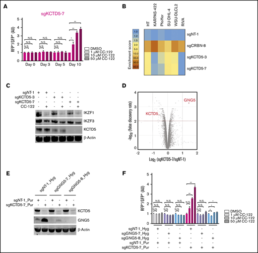 GNG5 upregulation mediates the CC-122 resistance rendered by KCTD5 inactivation. (A) Cell fitness assessment of SU-DHL-4 cells with knockout of KCTD5 in the presence or absence of CC-122, compared with control cells by a flow cytometry–based CRISPR competition assay, as described in Figure 3A. Data are shown as the mean ± standard deviation (SD); 2 biological replicates. (B) Heat map showing the CC-122–induced enrichment of DLBCL cells with loss of CRBN or KCTD5 in the CRISPR competition assay. Enrichment score is calculated as the FC of the RFP+/GFP+ ratios of cells treated with 50 µM CC-122 vs their DMSO controls on day 10. (C) Immunoblot analysis of SU-DHL-4-Cas9 cells transduced with lentiviral vectors expressing the indicated sgRNAs. Cells were treated with either DMSO or 10 µM CC-122 for 24 hours. (D) A volcano plot of differentially abundant proteins in response to CC-122 treatment relative to DMSO control. SU-DHL-4-Cas9 cells transduced with lentiviral vectors expressing sgNT-1 or sgKCTD5-7 were subjected to TMT proteomics analysis. The x-axis indicates the log2-FC of each protein in cells expressing sgKCTD5-7 vs cells expressing sgNT-1. P values were corrected for multiple hypothesis testing using the Benjamini-Hochberg method to arrive at an adjusted P value (Padj, also known as an FDR). The y-axis shows the log10 (FDR) values indicating statistical significance, such that proteins lying above the dotted red line are statistically significant findings with Padj < .01. (E) Immunoblot analysis of SU-DHL-4-Cas9 cells transduced with lentiviral vectors expressing the indicated sgRNAs. SU-DHL-4-Cas9 cells were first transduced with a lentiviral vector expressing sgNT-1, sgGNG5-7, or sgGNG5-8, and then selected by 400 µg/mL hygromycin for 10 days. The selected cells were then transduced with a lentiviral vector expressing sgNT-1 or sgKCTD5-7 followed by selection with puromycin (2 µg/mL) for 3 days. (F) Cell fitness assessment of SU-DHL-4 cells with knockout of KCTD5, GNG5, or both in the presence or absence of CC-122, compared with control cells, by flow cytometry–based CRISPR competition assay. SU-DHL-4-Cas9 cells stably expressing sgNT-1, sgGNG5-7, or sgGNG5-8 were transduced with a lentiviral vector coexpressing GFP and sgNT-1 or with a lentiviral vector coexpressing RFP and sgNT-1 or sgKCTD5-7. Three days after infection, RFP+ and GFP+ cells were mixed at a 1:1 ratio and treated with DMSO or CC-122 at the indicated concentrations. The change in the RFP+/GFP+ ratio was then monitored by flow cytometry at day 7. RFP+/GFP+ ratios of cells after transduction with the indicated sgRNA were first normalized to their RFP+/GFP+ ratios on day 0 and then to that of DMSO controls at day 7. (A,F) Data were analyzed by 2-tailed unpaired Student t test. *P < .05; **P < .01; NS, P > .05.