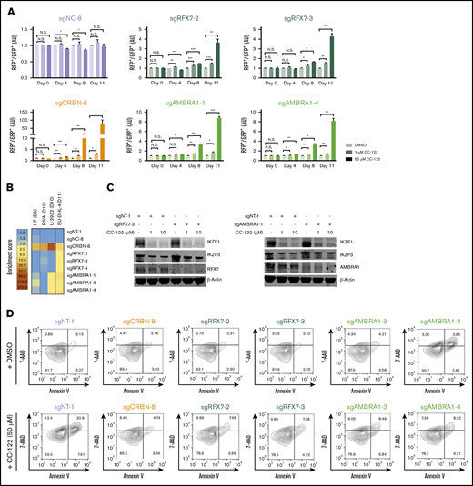 Loss of RFX7 or AMBRA1 attenuates the response to CC-122. (A) Cell fitness assessment of SU-DHL-4 cells with knockout of RFX7 or AMBRA1 in the presence or absence of CC-122, compared with control cells by flow cytometry–based CRISPR competition assay as described in Figure 3A. Data are shown as the mean ± SD; 2 biological replicates. Data were analyzed by 2-tailed unpaired Student t test. *P < .05; **P < .01; ***P < .001; NS, P > .05. (B) Heat map showing the CC-122–induced enrichment of DLBCL cells with loss of CRBN, RFX7, or AMBRA1 in the CRISPR competition assay. Enrichment score is calculated as FC of the RFP+/GFP+ ratios between cells treated with 50 µM CC-122 vs their DMSO controls on day 9, 10, or 11, as indicated. (C) Immunoblot analysis of SU-DHL4-Cas9 cells transduced with lentiviral vectors expressing the indicated sgRNAs. Cells were treated with either DMSO or CC-122 at the indicated concentrations for 24 hours. (D) Flow cytometry of SU-DHL-4 cells with expression of the indicated sgRNAs. Cells were continuously treated with DMSO or 50 µM CC-122 for 11 days, followed by staining with annexin V and 7-AAD.