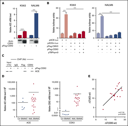 Correlation between ACE and CDX2 and expression. (A) Endogenous ACE mRNA expression by RT-qPCR in K562 and Nalm6 cells transfected with the control vector pFlag-CMV2 (−) or with the CDX2-expressing plasmid pFlag-CDX2 (+). (n = 3). Western blots for CDX2 and actin as control are illustrated below the graphic. (B) Luciferase activity in K562 and Nalm6 cells cotransfected with the reporter plasmid pACE-Luc containing the ACE promoter, or with the mutated form pACEm-Luc, together with the control plasmid pFlag-CMV2, with pFlag-CDX2 and/or with pTBPspm3. Values are expressed relative to the luciferase activity measured in cells transfected with the control luciferase plasmid pGL3-basic and presented as mean plus or minus SEM (n = 3). (C) Chromatin immunoprecipitation (ChIP) with anti-CDX2 or anti-Flag antibodies (Ab) in K562 cells transfected with pFlag-CDX2 (+) or pFlag-CMV2 (−), followed by PCR amplification of the ACE promoter fragment overlapping the CDX2-binding element. Specificity of the chromatin immunoprecipitation was assessed using immunoglobulin G (IgG). (D) ACE and CDX2 mRNA levels measured by RT-qPCR in the BMMCs from AML patients (AML-BMMC) and from healthy individuals (Ctr-BMMC). (E) Pearson correlation coefficient (r) and P value (p) between CDX2 and ACE expressions measured by RT-qPCR on BMMCs of AML patients. ***P < .001, ****P < .0001.