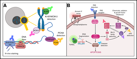 Schematic overview of markers for detection of proliferation and apoptosis. (A) Markers for detection of proliferation include Ki-67, MCM-2, and proliferating cell nuclear antigen (PCNA); quantification of DNA content using intercalating DNA dyes such as propidium iodide (PI) and DRAQ5; and immunostaining for incorporated 5-bromo-2′-deoxyuridine (BrdU), 5-iodo-2′-deoxyuridine (IdU), and 5-ethynyl-2′-deoxyuridine (EdU). (B) Markers for detection of apoptosis include annexin V, DNA fragmentation as determined by the terminal deoxynucleotidyltransferase (TdT)–mediated dUTP nick end labeling (TUNEL) assay, FAS detection, and detection of members of the Bcl-2 protein family or caspase activation.
