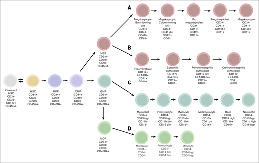 Overview of the different stem cell compartments and progenitors in the BM. These progenitors can commit to various cell lineages for further differentiation, including erythropoiesis (A), megakaryopoiesis (B), myelopoiesis (C), and monopoiesis (D). The specific differentiation marker panels used for the recognition of individual stages of maturation are indicated. CMP, common myeloid progenitor; GMP, granulocyte/macrophage progenitor; HSC, hematopoietic stem cell; MDP, monocyte/dendritic cell progenitor; MEP, megakaryocyte/erythrocyte progenitor; MPP, multipotent progenitor.