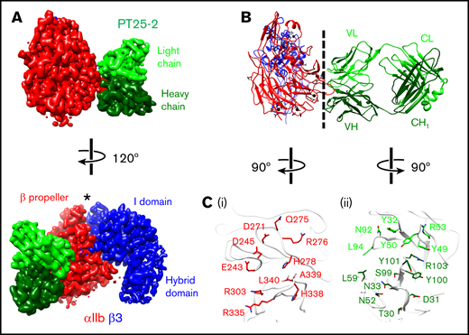 Cryo-EM structure of the αIIbβ3 headpiece in complex with the PT25-2 Fab. (A) Density map of the αIIbβ3–PT25-2 Fab complex at 3.3-Å resolution, segmented and colored according to the individual polypeptide chains. Asterisk indicates the ligand-binding site. (B) Atomic model of the αIIbβ3–PT25-2 Fab complex colored as in panel A. VH, variable domain of the heavy chain; CH1, first constant domain of the heavy chain; VL, variable domain of the light chain; CL, constant domain of the light chain. (C) Interaction surfaces of αIIb (i) and the PT25-2 Fab (ii). Side chains of residues that are within 4 Å from a side chain of the interacting protein are shown in stick representation.