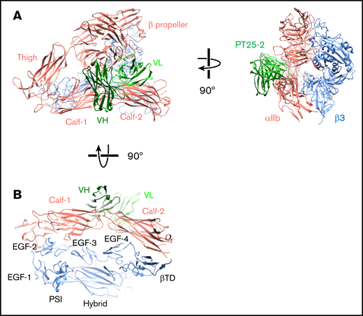PT25-2 Fab binding prevents the αIIbβ3 ectodomain from adopting the fully bent-closed conformation. (A) Two perpendicular views of a hybrid atomic model of the PT25-2 Fab bound to the αIIbβ3 headpiece are shown. The PT25-2 Fab causes steric clashes with the αIIb leg and prevents the interaction of the β3 lower leg with the β3 hybrid domain that stabilizes the fully bent-closed conformation. (B) View of the hybrid atomic model of the PT25-2 Fab-bound αIIbβ3 headpiece showing the arrangement of the domains in the lower legs. Binding of the PT25-2 Fab to the αIIb β propeller displaces the αIIb calf-1 and calf-2 domains, which thus no longer stabilize the position of the β3 lower leg domains and, in turn, no longer support the interaction of the EGF-3 and EGF-4 domains with the hybrid domain, the main interactions stabilizing the fully bent-closed conformation.