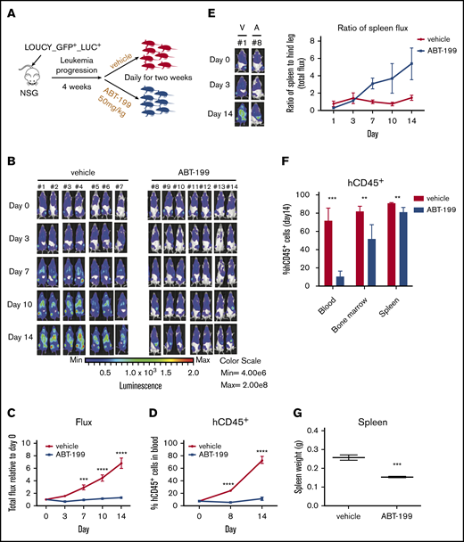 Development of ABT-199 resistance in the splenic niche of ETP-ALL xenograft models. (A) Experimental design for in vivo study. Fourteen female nonobese diabetic/severe combined immunodeficient ϒ (NSG) mice were injected with luciferase-positive LOUCY cells (LOUCY GFP+ LUC+) by intravenous tail vein injection. After leukemia establishment, the mice were randomized to either vehicle or ABT-199 (50 mg/kg) treatment daily for 14 days. (B) The bioluminescence21 was recorded after injection of luciferin on days 0, 3, 7, 10, and 14. Each column of pictures represents 1 individual mouse. (C) The total bioluminescence signals (mean ± SEM) were plotted relative to the starting value at day 0 for each mouse. (D) Peripheral blood hCD45+ cells count measured weekly by flow cytometry. Mean ± SEM for each group were plotted. (E) The total bioluminescence imaging (BLI) signals (mean ± SEM) from the spleen and the hind legs during 14 days of treatment were measured and plotted as relative to the starting value at day 0 for each mouse. (F) Percentages of hCD45+ in blood, bone marrow, and spleen in mice given vehicle (n = 7) or ABT-199 (n = 7 for blood; n = 4 for bone marrow and spleen) at the end point treatment. (G) Spleen weight for mice treated with vehicle (n = 7) and ABT-199 (n = 4) were measured (right panel). Median values are indicated by horizontal bars (mean ± SEM). Two-way analysis of variance test was used to calculate P values. Statistically significant differences are indicated: **P ≤ .01, ***P ≤ .001, ****P ≤ .0001.