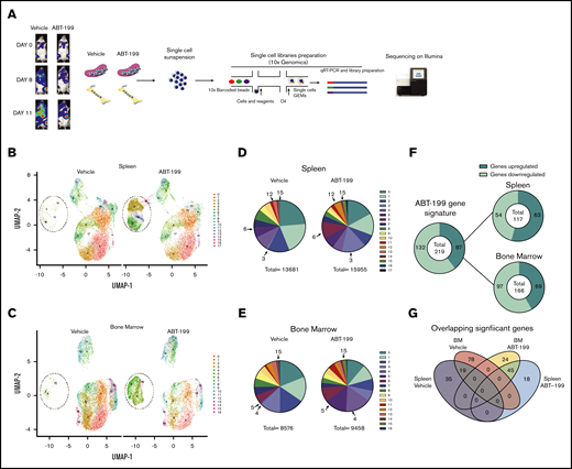 scRNA-seq analysis of ETP-ALL isolated from the spleen and the bone marrow (BM) after ABT-199 treatment. (A) Overview of the experimental workflow. The bioluminescence was recorded after injection of luciferin on days 0, 8, and 11 in vehicle-treated and ABT-199–treated mice. Each column with pictures represents one individual mouse. At day 11, BM and spleen of vehicle- and ABT-199–treated mice were dissociated to obtain a single-cell suspension, barcoded using 10x Genomics and sequenced on an Illumina sequencer. (B) Clustering of LOUCY cells isolated from vehicle- and ABT-199–treated mice spleen with dimensional reduction by UMAP. (C) Clustering of LOUCY cells isolated from vehicle- and ABT-199–treated mice BM with dimensional reduction by UMAP. Pie charts representing number of LOUCY cells in each cluster (in percentage) for vehicle- and ABT-199–treated spleen (D) and BM (E). (F) DE genes regulated in LOUCY cells after ABT-199 treatment (219 genes; 132 genes downregulated and 87 genes upregulated) and, respectively, in the spleen (54 genes downregulated; 63 genes upregulated) and BM (97 genes downregulated and 69 upregulated) niche. (G) Venn diagram illustrating the intersections among genes differentially upregulated in LOUCY cells isolated from the spleen and BM niche in vehicle- and ABT-199–treated mice.