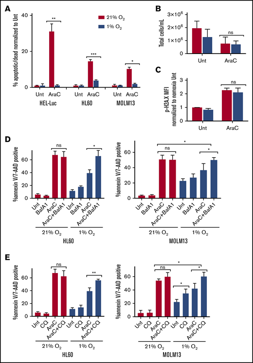 Hypoxia reduces chemosensitivity in AML cell lines, which can be restored with autophagy inhibition. The indicated AML cell lines were treated with Ara-C (100 nM HEL-Luc, 250 nM HL60, and MOLM-13 in normoxia (21% O2) or hypoxia (1% O2). Concentrations were determined based on cell line sensitivity to Ara-C. (A) Cells were processed after 72 hours for measurement of apoptosis by flow cytometry with annexin V/7-AAD or PI staining. Data are shown as a percentage of annexin V– and/or 7-AAD– or PI-positive cells normalized to untreated cells (≥3 biological replicates; 2 technical replicates). (B) HEL-Luc cell lines were treated with 100 nM Ara-C for 72 hours, and the total number of cells was quantified (4 biological replicates). (C) HEL-Luc cell lines were treated with 100 nM Ara-C, and phospho-H2A.X flow cytometry was performed after 48 hours. Data are shown as the MFI of p-H2A.X staining normalized to untreated in normoxia (2 biological replicates). (D-E) MOLM-13 and HL60 cells were treated with 250 nM Ara-C in normoxia (21% O2) or hypoxia (1% O2) in combination with bafilomycin A1 (Baf A1; 2 nM) (D) or chloroquine (CQ; 25 µM) (E). The cells were processed after 72 hours for apoptosis flow cytometry, using annexin V/7-AAD or PI staining. Data are shown as a percentage of annexin V– and/or 7-AAD– or PI-positive cells (3 biological replicates; 2 technical replicates). Error bars represent ± standard deviation. *P < .05; **P < .01; ***P < .001.