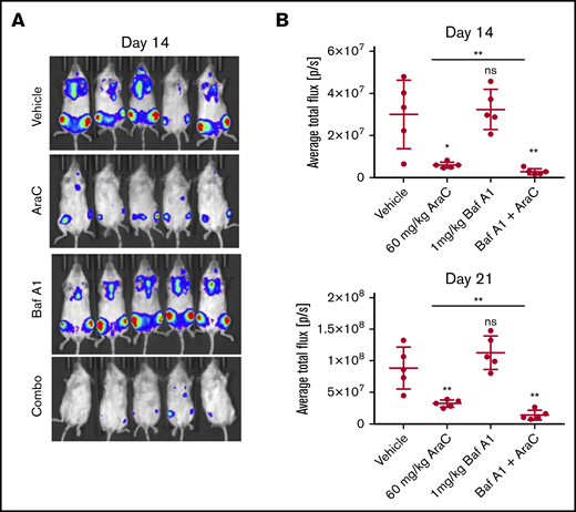 A combination treatment of Ara-C with Baf A1 leads to enhanced antileukemic activity. NSG mice were injected via tail vein with luciferase-transfected MOLM-13 cells. Mice were divided into groups of 5 animals and treated with vehicle (DMSO), Ara-C (60 mg/kg per day: 5 days on, 4 days off, 5 days on), Baf A1 (1 mg/kg 3 times a week every other day for 21 days), or in combination. (A) Whole-animal bioluminescence imaging on day 14 after treatment. (B) Quantification of bioluminescence shown as average total photon flux per second on days 14 and 21 after treatment initiation. Error bars represent ± standard deviation. *P < .05, **P < .01.