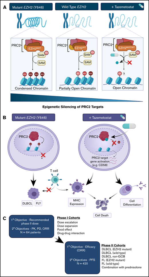 Targeting the neomorphic EZH2 function in lymphomas. (A) EZH2 hotspot mutations promote the trimethylation of H3K27 leading to global H3K27me3 accumulation in mutant cells. This enhances suppression of PRC2 targets through epigenetic silencing. Treatment with tazemetostat blocks methylation of H3K27 leading to a global reduction in H3K27Me3. Question mark (?) denotes that the exact methylation state of H3K27 in cells treated with tazemetostat is currently unknown. (B) Malignant cells bearing EZH2 mutations have reduced expression of genes associated with differentiation and major histocompatibility complex (MHC) expression. Treatment with tazemetostat can release these genes from epigenetic silencing and reverse both phenotypes, leading to differentiation and possibly cell death and/or reexpression of MHC, allowing recognition by T cells. This is known in DLBCL and hypothesized in FL. (C) Phase 1/2 trial design of tazemetostat in B-NHL. MUT, mutant; ORR, overall response rate; PD, pharmacodynamics; PK, pharmacokinetics; SAM, s-adenosyl methionine; WT, wild type. Illustration created with BioRender.com.