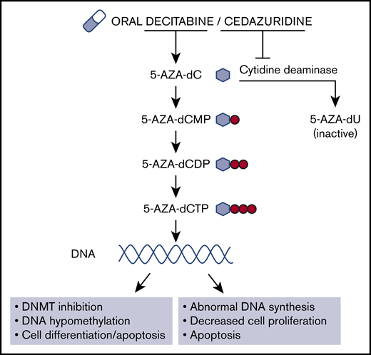 Oral cedazuridine 100 mg with decitabine 35 mg is given as a single pill. Decitabine is a nucleoside inhibitor that is incorporated into DNA after phosphorylation to 5-AZA-dCTP. Once incorporated into DNA, it inhibits DNMT, causing hypomethylation and altered gene expression, which is hypothesized to affect cellular differentiation and apoptosis in the treatment of MDS and AML. It may also cause abnormal DNA synthesis and replication, therefore decreasing cell proliferation and inducing apoptosis. Cedazuridine is a CDA inhibitor that prevents the degradation of decitabine when taken orally. 5-AZA-dC, 5-aza-2′deoxycytidine; 5-AZA-dCMP, 5-aza-2′deoxycytidine monophosphate; 5-AZA-dCDP, 5-aza-2′deoxycytidine diphosphate; 5-AZA-dU, deazuridine.