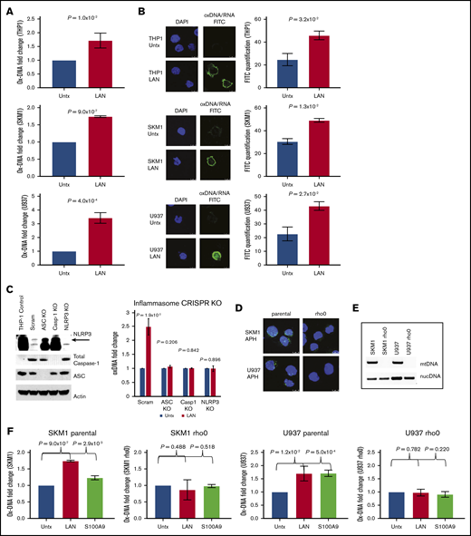 ox-DNA is released upon inflammasome activation. (A) Cell-free ox-DNA levels were analyzed by ELISA in THP1, SKM1, and U937 cells treated with lipopolysaccharide (LPS), adenosine triphosphate (ATP), and nigericin (collectively referred to as LAN), demonstrating increased ox-DNA in stimulated vs untreated (Untx) controls (mean ± SD of 3 independent experiments). (B) Confocal IF showing increased cytosolic ox-DNA in LAN-stimulated cells compared with untreated controls (DAPI; ox-DNA/RNA; magnification ×2520). Images are representative micrographs. (C) Western blot of CRISPR knockout (KO) cells of NLRP3 (top band), full-length caspase-1 (Casp1), and ASC. The lack of cell-free ox-DNA released was analyzed by ELISA after treatment with LAN (mean ± SD of 3 independent experiments). (D) Decreased BrdU (green) incorporation in rho0 cells by IF (DAPI, blue). (E) PCR amplification of nuclear DNA (nucDNA) or mitochondrial genes of DNA isolated from rho0 and parental cell lines. (F) ox-mtDNA levels assessed by ELISA in parental and rho0 cells after treatment with LAN or rhS100A9 (mean ± SD of 3 independent experiments). Scram, scrambled.