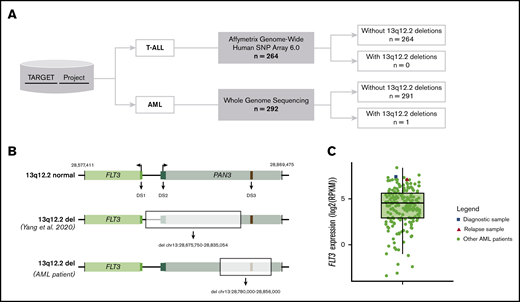 Study overview. (A) TARGET data used for copy number variants assessment in the 13q12.2 region in either T-ALL or AML patients. (B) Schematic figure of the region where FLT3 (light green rectangle) and PAN3 (light blue rectangle) genes are located. (Upper) Wild-type scenario. (Middle) Largest 13p12.2 deletion found by Yang et al. (Lower) Location of 13q12.2 deletion found in the AML patient (highlighted rectangle). DS1 (FLT3 promoter, chr13:28 674,500-28 675,000; dark green rectangle), DS2 (chr13:28 710,000-28 715,000; dark blue rectangle) and DS3 (PAN3 intron 8; chr13:28 843,000-28 843,500; red rectangle). (C) Dispersion of FLT3 expression among AML patients demonstrated by boxplot. The dot plot shows the FLT3 expression of each AML patient (green circle), highlighting the diagnostic (blue square) and relapse samples (red triangle) from the female patient who presented a 13q12.2 deletion. These expression data were obtained according to the availability of RNA-sequencing data from patients assessed for copy-number abnormality (n = 203).