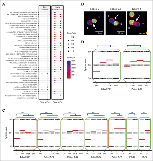 Lenalidomide repairs immune synapse on the long term. (A) List of canonical pathways related to cell motility and signal transduction upregulated in PD-1+ T cells. (B) Individual conjugates from mixed experiments using purified patient T cells (blue) with healthy allogeneic B cells (green) were selected at random for imaging and scored semi-quantitatively for accumulation of F-actin (red) at the immune synapse. Synapse score measured in an ex vivo immune synapse assay in 7 first-line patients (C) and in 2 R/R patients with FL (D). Each dot relates to a single immune synapse, and at least 50 T/B conjugates were scored for each sample. Median values are depicted as red lines; green rectangles indicate patients with no detectable circulating lymphoma cells; and orange rectangles highlight 2 patients presenting with leukemic-phase disease. D0, first day of the first cycle of treatment (before lenalidomide intake); D7, seventh day of the first cycle (before obinutuzumab infusion); D28, first day of the second cycle (before lenalidomide intake); end, end of induction. ***P < .001, Dunn multiple comparisons test.