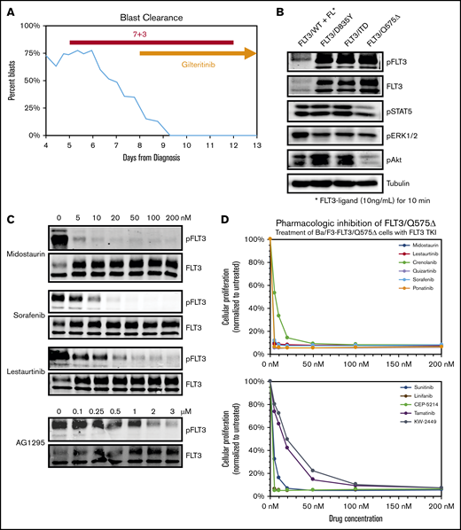 Deletion of Q575 leads to targetable activation of FLT-3 in a patient with AML. (A) Circulating blasts as a percentage of total leukocytes in a patient with AML found to harbor a novel FLT-3/Q575Δ mutation. Timing of induction chemotherapy (7+3) and gilteritinib is indicated. (B) Expression of different FLT-3 mutations, including Q575Δ, in Ba/F3 cells leads to autophosphorylation of FLT-3 and downstream activation of signaling pathways, as detected by phospho-western analysis of whole-cell lysates. For wild-type FLT-3, cells were simulated with FLT-3 ligand before lysis. (C) Cells expressing FLT-3/Q575Δ were treated with increasing concentrations of the indicated FLT-3 TKIs, and total and phosphorylated FLT-3 was detected by western blot analysis. (D) Cells were cocultured in increasing concentrations of the indicated TKIs, and growth was measured by colorimetric MTT assay after 48 hours.