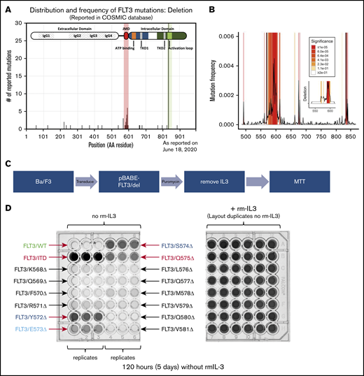 Clusters of activating deletions in the FLT-3 JMD. (A) Distribution of FLT-3 deletions as reported in the COSMIC database (query performed on 9 August 2017). The shaded regions indicate 2 enrichment clusters of deletions in the JMD and at the canonical TKD sites (D835/I836). (B) Permutation analysis of the distribution of mutated residues demonstrates significant enrichment of the expected ITD and TKD regions (both off scale). The frequency of mutation of each residue, as reported, is plotted. Shading indicates levels of significance compared with the predicted distributions (1 × 105 resamplings). The inset shows the same analysis but examines the deletions only. The entire CDS was analyzed, but only the JMD is plotted; the TKD was also enriched for deletions as expected. (C) Scheme for identifying activating mutations within the K568-V581 cluster. (D) Photographs of the MTT assay plates for cells expressing the different FLT-3 constructs in the presence (right) and absence (left) of rm IL-3, after 5 days. Relevant clones are indicated.