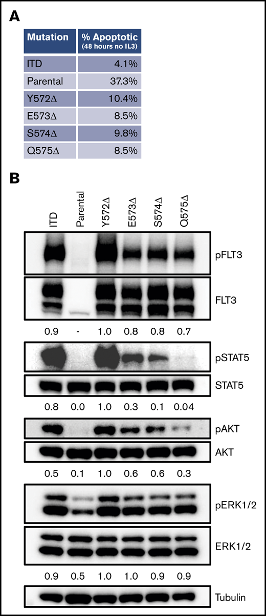 FLT-3 JMD deletions produce prosurvival signals. (A) Spontaneous apoptosis was measured in cells expressing the different constructs. After growing in rm IL-3 overnight, the cells were deprived of cytokines and cultured for 48 hours. Apoptosis was then measured by staining with annexin V, followed by flow cytometry. The flow plots from the assay are shown in supplemental Figure 4. (B) Signaling in cells expressing the 4 identified JMD deletions was measured by phospho-western analysis of whole-cell lysates. For comparison, lysates from cells expressing FLT-3/ITD and the parental cell line grown in the absence of rm IL-3 for 4 hours are included.