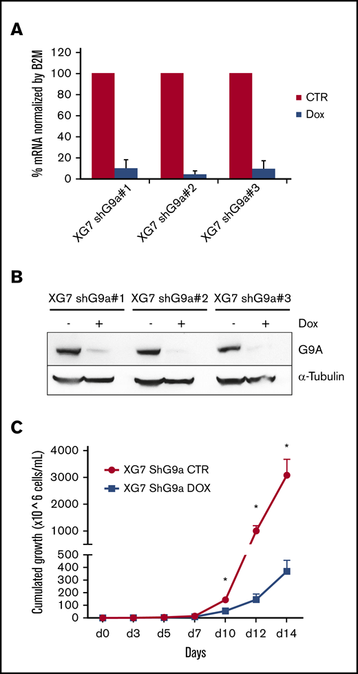 Effect of inducible knockdown of G9a. (A-B) Validation of G9a knockdown. XG-7 cells were transduced with 3 shG9a constructs and cultured or not with doxycycline (Dox; 1 mg/mL) for 3 or 5 days, after which G9a RNA (A) and protein (B) levels were analyzed using qRT-PCR and western blot, respectively. For the qRT-PCR data, data represent the mean ± standard deviation (SD) of 3 independent experiments. For the western blot data, tubulin was used as loading control, and 1 experiment representative of 3 experiments is shown. (C) Effect of G9a knockdown on cumulative cell growth. XG-7 cells transduced with shG9a#1 were cultured or not with doxycycline (DOX; 1 mg/mL) for 14 days. Cumulative cell counts were measured using trypan blue staining at the indicated time points. Results are mean ± SD of 4 independent experiments. *P < .05 vs control (CTR).