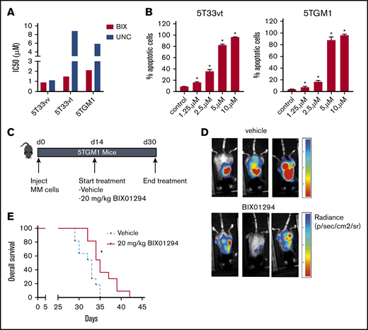 Effect of BIX01294 treatment on tumor progression in the murine 5TGM1 model. Effect of G9a/GLP targeting on murine MM cell viability (A) and apoptosis (B). (A) The murine MM cell lines 5T33vv, 5T33vt, and 5TGM1 were treated with increasing doses of UNC0638 (UNC) and BIX01294 (BIX). After 4 days, cell viability was assessed using a CellTiter-Glo Luminescent Cell Viability Assay. Data are based on ≥3 independent experiments. (B) Effect of BIX01294 on apoptosis. 5T33vt and 5TGM1 cells were treated with the indicated doses of BIX01294 for 48 hours. The effect on apoptosis was assessed using Annexin V-APC/7-aminoactinomycin D (7-AAD) staining, followed by flow cytometric analysis. The percentage of apoptotic cells is the sum of the percentage of Annexin V+ and Annexin V+/7-AAD + cells. Data are mean ± standard deviation of 3 independent experiments. (C-E) Effect of G9a/GLP targeting on tumor burden and OS in the murine 5TGM1 model. (C) Scheme depicting the experimental setup. Mice were inoculated with 5TGM1 cells and treated for 14 days with vehicle (n = 11) or with 10 mg/kg BIX01294 (n = 11) 3 times a week. Treatment started 14 days after tumor inoculation. (D) Tumor burden was monitored at day 30 by BLI measuring total photon flux. BLI images from 3 mice from each treatment group are shown. (E) Effect of BIX01294 on OS. Difference in OS was assayed with a log-rank test, and survival curves were plotted using the Kaplan-Meier method. *P < .05.