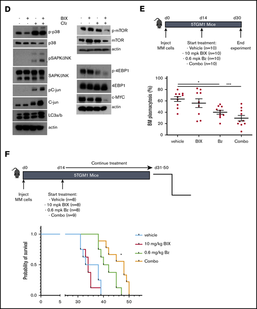 Effect of BIX01294 on MM cell sensitivity to PIs. (A-C) Effect of G9a/GLP targeting on carfilzomib-induced cell death. (A) Effect of carfilzomib and/or BIX01294 (BIX-1294) treatment on human cell lines. Human OPM-2 (lower panel) and XG-7 (upper panel) cells were treated with the indicated concentrations of carfilzomib and/or BIX-1294 for 4 days. The viability was determined using a CellTiter-Glo assay, and synergy scores were calculated using the Bliss method. Results are the mean of 3 independent experiments. (B) Effect of G9a knockdown on carfilzomib-induced cell death. Transduced XG-7 shG9a#1 cells were cultured with increasing doses of carfilzomib 3 days after treatment or not with doxycycline (Dox) for an additional 4 days. The viability was determined using a CellTiter-Glo assay. Results are mean ± standard deviation of 4 independent experiments. *P < .05, **P < .005, ***P < .001. (C) Effect of carfilzomib (Cfz) and/or BIX01294 (BIX) treatment on primary human CD138+ MM cells. Mononuclear cells from 7 MM patients were treated with the indicated concentrations for 4 days, and the percentage of viable CD138+ plasma cells was determined by flow cytometry. Results are expressed as the relative viability compared with control (Cnt). (D) Western blot analysis of the mechanisms underlying the increased carfilzomib (Cfz) sensitivity upon BIX01294 (BIX) treatment. XG-7 cells were treated with BIX01294 (2 µM) and/or carfilzomib (2 nM) for 24 hours, after which western blot analysis was performed on whole-cell lysates for the indicated proteins. Actin was used as loading control, and 1 experiment representative of 3 experiments is shown. (E-F) Effect of BIX01294 (BIX), bortezomib (Bz), and combination (Combo) treatment on tumor burden (E) and survival (F) in the murine 5TGM1 model. Mice were inoculated with 5TGM1 cells and assigned to different treatment groups: vehicle, 10 mg/kg (mpk) BIX, 0.6 mg/kg (mpk) Bz, or BIX plus Bz (Combo). The number of mice per treatment group and the treatment scheme are indicated in the schematic overview (upper panel). To determine the effect on tumor burden (E), all mice were euthanized when the first mouse showed obvious signs of morbidity. *P < .05, ***P < .001. (F) To determine the effect on OS, each mouse was euthanized individually when showing clear signs of morbidity, and the effect on survival rates was determined by Kaplan-Meier analysis. *P < .05 vs treatment with Bz alone.