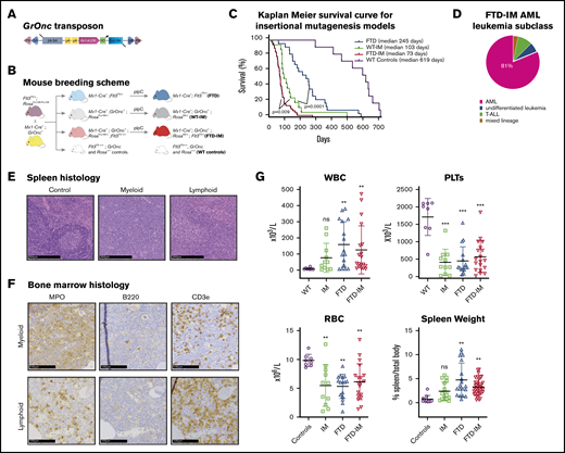 IM of Flt3ITD/+mouse HSCs leads to rapid-onset AML. (A) The GrOnc transposon carrying unidirectional gene-activating (Gr1.4 LTR) and bidirectional gene-inactivating or -truncating (βa-SA and En2-SA) elements flanked by repeats for both Sleeping Beauty (SB) and PiggyBac (PB) transposases.12 (B) Mouse breeding scheme. (C) Kaplan-Meier survival curves for the different mouse genotypes, showing significantly decreased survival of FTD vs WT control mice (medians, 103 vs 245 days; P = .0001) and of FTD-IM vs WT-IM mice (medians, 73 vs 103 days; P = .009; Mantel-Cox). (D) Of the leukemias in the mice; most were AMLs (81%). (E) Hematoxylin and eosin–stained spleen histology sections from representative control mice and mice with myeloid and lymphoid leukemia, showing splenic effacement in leukemic samples. Bars represent 250 μm. (F) Representative FTD-IM mouse bone marrow sections stained for MPO, B220, and CD3e. Bars represent 100 μm. (G) Blood cell counts and spleen weights in mice with different genotypes. Mice from the 3 experimental cohorts displayed elevated white blood cell counts, reduced platelet counts, and larger spleen sizes compared with controls. **P < .005; ***P < .0005; 1-way analysis of variance. ns, not significant; RBC, red blood cell count; WBC, white blood cell count.