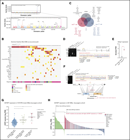 IM identifies known and novel collaborators with Flt3-ITD. (A) Genome-wide distribution of transposon integration site densities in 38 FTD-IM leukemic samples (only insertions reported by ≥20 reads were included), showing previously reported local hopping around the GrOnc transposon donor site on chromosome 19 (top)12 and smaller peaks at genes such as Notch1, Ash1l, Lincpint, Ets1, Ikzf1, Runx1, Erg, and Setbp1 (bottom). (B) Grid displaying transposon CISs and associated leukemia types in FTD-IM leukemia samples (n = 38). CIS lists were generated separately by TAPDANCE and kernel convolution analyses and combined. Read counts were normalized for each leukemia and ranked 0 to 1 (see key and “Methods”), to make use of the quantitative nature of QiSeq mapping and depict whether a particular insertion is in the main leukemic clone or in a subclone. (C) Overlap of CISs in different IM cohorts using the GrOnc transposon: FTD, Npm1cA/+,12 and WT (with the WT-IM cohort combined with the equivalent Npm1+/+ control cohort). (D) RT-PCR validation of transposon insertions in intron 1 of Setbp1 from 3 different leukemias (including sample 11 with multiple insertions) and location of all Setbp1 insertions in our FTD-IM cohort (n = 38). A chromatogram shows the transposon-initiated transcript splices into exon 2 of Setbp1 and upstream of its native ATG initiation codon, predicting overexpression of the full-length SETBP1 protein. (E) Significantly increased Setbp1 mRNA expression in Flt3ITD/+/Setbp1IM+ leukemias compared with WT lineage-negative cells. ****P < .0001. (F) RT-PCR validation of transposon insertions in exon 5 of the Runx1 gene and location of all Runx1 insertions in our FTD-IM cohort (n = 38). The predicted RUNX1 protein truncation closely mimics the effect of hotspot mutations in the runt homology domain (RHD) seen in human myeloid cancers (mouse and human RUNX1 amino acid sequences are identical between amino acids 60 and 240). TAD, transactivating domain. (G) Comparison of SETBP1 expression between 3 FLT3-ITD+ AML subgroups showing that, compared with AMLs with class-defining mutations, SETBP1 expression is higher in cases lacking such mutations and also those harboring a mutant RUNX1. Mean ± standard deviation. *P < .05, ****P < .00005; 1-way analysis of variance. (H) SETBP1 expression in AMLs without (green bars) and with (other color bars) class-defining mutations in the Leucegene cohort. Within the latter group, SETBP1 expression was higher in RUNX1-mutant and lower in NPM1-mutant AMLs.