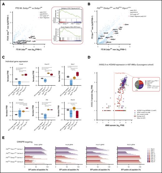 Setbp1 overexpression drives a gene expression signature that overlaps, but is distinct, from that associated with mutant NPM1 and MLL gene fusions. (A) Comparative gene-expression profiles of differentially expressed genes between Flt3ITD/+/Setbp1IM+and Flt3ITD/+/Setbp1IM− leukemias, highlighting a Hoxa-rich gene signature that overlaps with that seen with NPM1 mutations and the MLL-AF9 gene fusion. (B) Comparative gene-expression profile of differentially expressed genes between Flt3ITD/+/Setbp1IM+ and Flt3ITD/+/Npm1cA/+ AMLs (adjusted to average log10 FPKM for each group). (A-B) Adjusted P values (Padj). (C) Gene expression of selected genes in WT lin− cells and Flt3ITD/+/Setbp1IM−, Flt3ITD/+/Npm1cA/+, and Flt3ITD/+/Setbp1IM+ leukemias. (D) NKX2.3 and HOXA9 expression levels in AMLs in Leucegene cohort showing that NPM1-mutant leukemias uniformly express high HOXA9 and NKX2.3 (P = 2.08E-43; Fisher’s exact test), whereas the majority of SETBP1high (log10 FPKM >1) leukemias express only high HOXA9 and significantly associate with lower NKX2.3 expression (P = 1.72E-15; Fisher’s exact test). The pie chart shows that SETBP1 overexpression and mutant NPM1 are almost completely mutually exclusive and associated with relatively similar proportions of HOXA9high AMLs. (E) Impact of CRISPR gRNA gene knockouts in competitive coculture in Flt3ITD/+/Npm1cA and Flt3ITD/+/Setbp1IM+ AML cell lines (n = 3 per cell line). The results show that, although both types of AML are vulnerable to loss of Hoxa9 and Hoxa10, only Flt3ITD/+/Setbp1IM+ cells are vulnerable to loss of Setbp1, and only Flt3ITD/+/Npm1cA AMLs are vulnerable to loss of Nkx2.3.