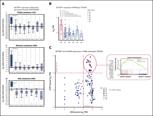 SETBP1 overexpression associates with FAB M0 AML subtype. (A) SETBP1 expression (Affymetrix, median-centered intensity) in FAB M0 AMLs compared with other FAB subtypes in the 3 independent data sets TCGA (i), Wouters (ii), and Valk (iii), from the Oncomine database (median ± interquartile range; Student t test). (B) SETBP1 expression (RNA-seq) in 151 leukemia samples (TCGA) by FAB subtype, confirming higher SETBP1 expression in M0. Mean ± standard deviation. ***P < .0005, ****P < .0005, 1-way ANOVA. (C) SETBP1 and HOXA9 expression (RNA-seq) in different FAB AML subtypes from the TCGA cohort. M0 samples predominantly clustered at the SETBP1high/HOXA9high quadrant with many, but not all, harboring RUNX1 mutations. Reflecting their enrichment (the high number of M0 leukemias), SETBP1high/HOXA9high AMLs gene expression patterns show enrichment in an HSC gene signature. NES, normalized enrichment score.
