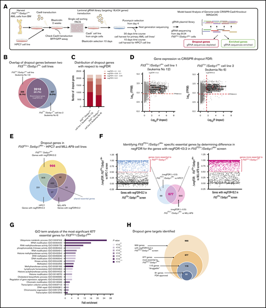 Genome-wide genetic vulnerabilities of Flt3ITD/+/Setbp1IM+AMLs revealed by CRISPR knockout screening. (A) Genome-wide CRISPR-CAs9 recessive screening of 2 independent Flt3ITD/+/Setbp1IM+ AMLs. Cells were harvested at days 8, 12, 16, 20, and 24. Day 20 was selected as the most representative dropout screening (supplemental Figure 6A). (B) Overlap of dropout genes between the 2 Flt3ITD/+/Setbp1IM+ AML samples. (C) The number of depleted genes in the 2 Flt3ITD/+/Setbp1IM+with respect to their negative FDR (negFDR; pooled data from 2 biological replicate screenings). (D) Gene expression (RNA-seq) vs dropout P value in individual Flt3ITD/+/Setbp1IM+ cell lines, showing that almost all significant dropout genes (negFDR ≤0.2) are expressed at FPKM ≥0.5. (E) Overlap of dropout genes for Flt3ITD/+/Setbp1IM+ and Flt3ITD/+/MLL-AF9 AMLs, and nonleukemic HPC7 hematopoietic progenitor cells, showing 420 shared pan-essential and 966 Flt3ITD/+/Setbp1IM+-specific dropout genes. (F) Difference in negative FDR values (ΔnegFDR) for the 966 Flt3ITD/+/Setbp1IM+-specific dropout genes in the HPC7 (blue) and MLL-AF9 (pink) screenings. A total of 677 genes were selected as being more specific to Flt3ITD/+/Setbp1IM+ AMLs, as they did not show any trend for dropping out (FDR >0.7) in either Flt3ITD/+/MLL-AF9 or HPC7 cells. (G) GO term analysis for the 677 Flt3ITD/+/Setbp1IM+-specific essential genes (thresholds used: fold enrichment, >1; number of genes per set, >3; P < .05). (H) The number of druggable genes and the genes for which US Food and Drug Administration (FDA)–approved drugs are available (n = 81) according to the Drug-Gene Interaction Database (DGIdb).45