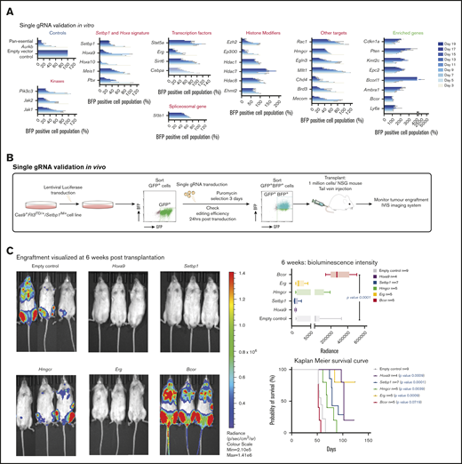 Validation of select dropout genes in vitro and in vivo. (A) CRISPR-gRNA validation of 26 dropout and 7 enriched genes belonging to different genetic categories, using competitive coculture, counting the percentage of BFP+ (transduced) vs percentage of BFP− (nontransduced) cells at each time point. (B) Outline of in vivo validation approach using CRISPR-gRNA in a stable luciferase-expressing Flt3ITD/+/Setbp1IM+ AML cell line and transplantation into NSG mice. (C) Bioluminescence images of representative transplant-recipient mice from each single gRNA cohort. Flt3ITD/+/Setbp1IM+AML cells transduced with gRNAs against the dropout genes Hoxa9, Setbp1, Erg, and Hmgrc were associated with a trend toward reduced luminescence at 6 weeks and with a significantly prolonged survival compared with cells transduced with an empty vector. By contrast, cells transduced with a gRNA targeting the enriched gene Bcor, had extensive engraftment by 6 weeks and exhibited a trend toward reduced survival. Median survivals were Hoxa9, 102 days; Setbp1, 79 days; Hmgcr, 69 days; Erg, 130 days; and empty control, 57 days, Bcor, 52 days. P values: Student t test for luminescence and Mantel-Cox for survival. (D) Dose-response curves for iBET-151 and KDM1A inhibitors ORY-1001 and GSK-LSD1. Parental Flt3ITD/+/Setbp1IM+ AMLs (solid lines) and their Cas9-expressing clones (dotted lines) show higher sensitivity to iBET-151 compared with 2 independent Flt3ITD/+/Npm1cA/+ AMLs (blue/purple). The differences in responses to ORY-1001 and GSK-LSD1 treatment were more marked, with Flt3ITD/+/Setbp1IM+ AMLs showing significant sensitivity, whereas Flt3ITD/+/Npm1cA/+ AMLs showed no notable response to these compounds over the concentration range tested. ND, not determined.