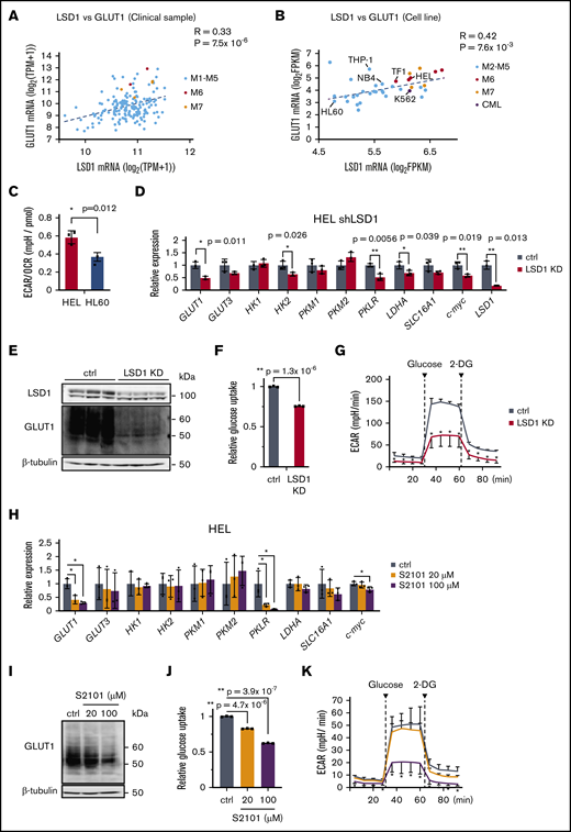 High levels of LSD1 expression and glycolytic activity in erythroleukemia cells. Scatter plots showing positive correlation between LSD1 and GLUT1 expression in AML in TCGA clinical samples (n = 173) (A) and CCLE cell lines (n = 37) (B). Pearson product correlation coefficient and P values are indicated. (C) Glycolysis/OXPHOS balance of HEL and HL60 cells, determined by using an extracellular flux analyzer. Values indicate the ratio of extracellular acidification rate (ECAR) and oxygen consumption rate (OCR). Values are mean ± standard deviation (SD) of 10 wells. (D) Expression changes of glycolytic genes in HEL cells expressing short hairpin RNA against LSD1 (shLSD1#1). Full descriptions of gene symbols are provided in supplemental Table 2. qRT-PCR values, which were normalized to the expression levels of the 36B4 gene, are shown as the fold difference against control (ctrl) samples. (E) Decrease of GLUT1 protein was confirmed in LSD1-KD HEL cells. Scanned images of unprocessed blots are shown in supplemental Figure 10. (F) Reduction of glucose uptake in LSD1-KD HEL cells. 2-NBDG incorporation was determined by flow cytometry. Mean fluorescence intensities are shown. (G) Reduced glycolytic activity in LSD1-KD HEL cells. Values are mean ± SD of 5 assays. (H) Expression changes of glycolytic genes under the treatment with the LSD1 inhibitor S2101. (I) Decrease of GLUT1 protein in S2101-treated HEL cells. (J) Reduction of glucose uptake by S2101 treatment. (K) Reduction of glycolytic activity in S2101-treated HEL cells. Values are mean ± SD of 5 assays. All samples were collected at day 4 unless indicated otherwise. All histogram data are mean ± SD of triplicate results unless indicated otherwise. *P < .05, **P < .01 vs control. CMP, common myeloid progenitor; FPKM, fragments per kilobase of transcript per million mapped reads; GMP, granulocyte erythroid progenitor; HSC, hematopoietic stem cell; MEP, megakaryocyte erythroid progenitor.