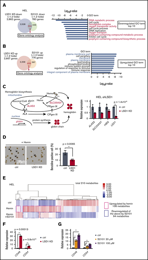 LSD1 facilitates erythroid lineage-linked metabolic phenotype. RNA-sequencing analysis. Venn diagrams of genes upregulated (A) and downregulated (B) more than 1.2-fold by LSD1-KD and S2101 treatment (10 µM) are indicated (left). Gene ontology (GO) analysis of the gene sets significantly upregulated and downregulated by LSD1 inhibition (right). Top 10 pathways with statistical significance are indicated with log10P values. Pathways related to heme synthesis (upregulated) and membrane-bound proteins (downregulated) are highlighted in red and blue, respectively. (C) Schema of hemoglobin synthesis pathway (left). qRT-PCR data showing expression changes of hemoglobin biosynthesis genes in LSD1-KD HEL cells (right). (D) Light microscopy image of benzidine-stained HEL cells (left). Arrows represent benzidine-positive cells. Proportions of benzidine-positive cells (right). The experiment was triplicated by calculating 1000 cells in each assay. (E) Metabolomic analysis of LSD1-inhibited HEL cells. Cells were treated with hemin and S2101 and were subjected to capillary electrophoresis time of flight mass spectrometry–based metabolomic analysis. (F-G) Expression changes of non-erythroid hematopoietic markers in LSD1-KD– and S2101-treated HEL cells. All histogram data are mean ± standard deviation of triplicate results. *P < .05, **P < .01 vs control. ALA, 5′-aminolevulinic acid; CPgen III, coproporphyrinogen III; PP IX, protoporphyrin IX.