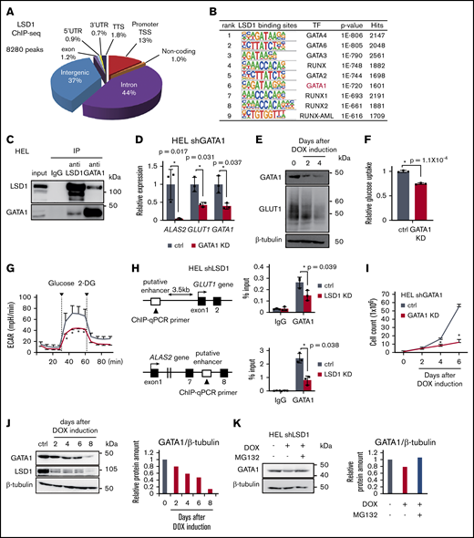 LSD1 cooperates with GATA1 to promote glycolysis. (A) ChIP-sequencing (ChIP-seq) analysis. Distribution of LSD1-enriched peaks in HEL cells, relative to annotated regions in the genome. (B) Motif analysis of 8280 LSD1-enriched peaks. Motif and statistical analyses were performed by using HOMER software. (C) Coimmunoprecipitation of LSD1 and GATA1. Input lane contains the 10% of the total amount of whole cell extract, relative to IP lanes. (D) Gene expression changes in GATA1-KD HEL cells. (E) Decreased GLUT1 protein in GATA1-KD HEL cells. Samples were collected at indicated days after doxycycline (DOX) induction. (F) Reduction of glucose uptake in GATA1-KD HEL cells, as determined by 2-NBDG incorporation. (G) Reduction of glycolytic activity in GATA1-KD HEL cells. Values are mean ± standard deviation of 5 assays. (H) LSD1-dependent enrichment of GATA1 at ALAS2 and GLUT1 gene enhancers. ChIP-qPCR analyses were performed in control (ctrl) and LSD1-KD HEL cells. Enrichment values were calculated as percentage of input DNA. (I) Growth curve of ctrl and GATA1-KD HEL cells. (J) Downregulation of GATA1 protein in LSD1-KD HEL cells. Samples were collected at indicated days after DOX induction. (K) Effect of proteasome inhibition on GATA1 protein in LSD1-KD cells. The cells were treated with MG132 (10 µM) for 6 hours before harvest. Values are mean ± standard deviation of triplicate results except for those in panel G. *P < .05, **P < .01. 5′UTR, 5′ untranslated region; IgG, immunoglobulin G; TSS, transcriptional start site; TTS: transcriptional termination site.
