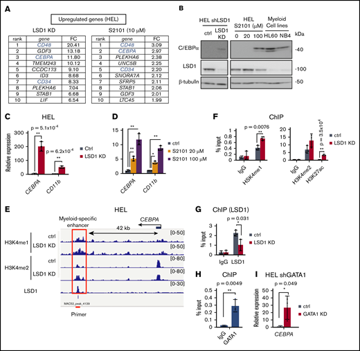 LSD1 represses a myeloid-specific enhancer of the CEBPA gene via H3K4 demethylation. (A) Top 10 upregulated genes by LSD1 inhibition. Fold change (FC) values relative to untreated control are indicated. (B) Expression of C/EBPα protein in LSD1-KD– and S2101-treated HEL cells. (C-D) Expression changes of myeloid-related genes in LSD1-KD– and S2101-treated HEL cells. (E) Enrichment of H3K4me1, H3K4me2, and LSD1 at the CEBPA gene locus by ChIP-sequencing analysis. LSD1-KD data are also indicated. Red line indicates the ChIP-qPCR primer at the myeloid-specific enhancer. Data were visualized by using Integrative Genomics Viewer (http://software.broadinstitute.org/software/igv/). (F) Increase of H3K4me1, H3K4me2, and H3K27ac at the CEBPA enhancer by LSD1-KD. ChIP-qPCR signals were calculated relative to that of histone H3. (G) Enrichment of LSD1 at CEBPA enhancer examined by ChIP-qPCR. (H) Enrichment of GATA1 at theCEBPA enhancer in HEL cells tested by ChIP-qPCR. Enrichment values at the enhancer were normalized to input DNAs for panels F to H. (I) Upregulation of CEBPA in GATA1-KD HEL cells. Values are mean ± standard deviation of triplicate results. *P < .05, **P < .01.