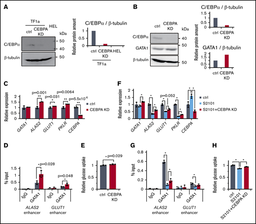 C/EBPα interferes with GATA1-dependent metabolic program. (A) Expression of C/EBPα protein in TF1a and HEL. It is noteworthy that C/EBPα was detectable in TF1a but not in HEL cells under basal conditions (left). Intensities of C/EBPα bands were quantified by densitometry and normalized to those for β-tubulin (right). (B) Increased GATA1 in CEBPA-KD TF1a cells. CEBPA-KD upregulated GATA1 protein. (C) Expression changes of LSD1 target genes in CEBPA-KD TF1a cells. (D) Increased enrichment of GATA1 at the ALAS2 and GLUT1 enhancers in CEBPA-KD TF1a cells. (E) Increased glucose uptake in CEBPA-KD TF1a cells. (F) Expression changes of LSD1 target genes in S2101 treated and CEBPA-KD TF1a cells. Concentration of S2101 is 50 µM. (G) GATA1 enrichments at ALAS2 and GLUT1 enhancers in S2101-treated and CEBPA-KD TF1a cells. Enrichment values at the enhancers were normalized to input DNA for panels D and G. (H) Restored glucose uptake by CEBPA-KD in S2101-treated TF1a cells. S2101 was used at 20 µM. Values are mean ± standard deviation of triplicate results. *P < .05, **P < .01.