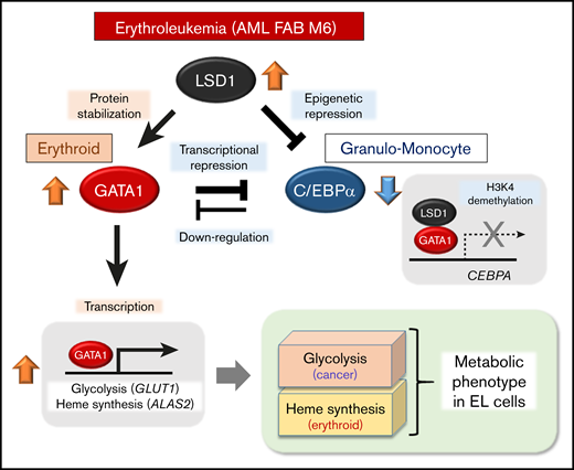 Schematic model: control of lineage TF balance by LSD1 defines the metabolic phenotype in EL cells. Overexpressed LSD1 stabilizes GATA1, which activates glycolysis and heme biosynthesis genes while LSD1 suppresses CEBPA expression via H3K4 demethylation. Lineage-specific transcription factors GATA1 and C/EBPα are mutually restraining. Therefore, LSD1 inhibition derepresses CEBPA expression and downregulates GATA1 function, leading to metabolic remodeling and growth arrest.
