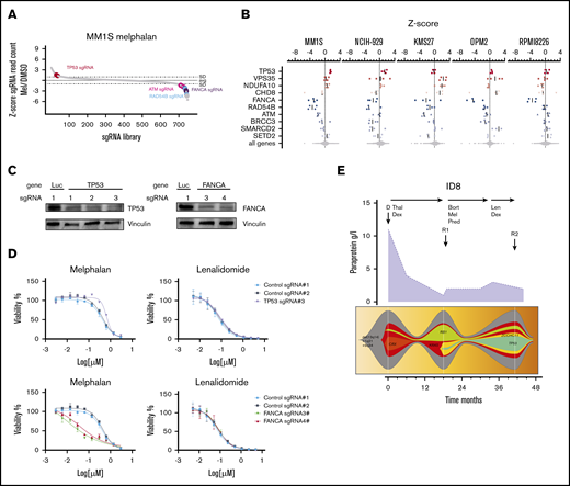 CRISPR-Cas9 screens in melphalan-treated MM cell lines. (A) sgRNA library ranked by z-score for MM1S cells treated with 2 µM melphalan. (B) z-score for the 4 different sgRNAs for genes that were significantly enriched (red) or depleted (blue) in the CRISPR-Cas9 screen in ≥1 cell line. (C) MM1S-Cas9 cells lentivirally expressing sgRNAs against luciferase (Luc), FANCA-, or TP53 were analyzed for knockout efficiency by western blot. Data are representative of 2 biological replicates. (D) MM1S-Cas9 cells were infected with Luc control- or FANCA-specific sgRNAs and treated with DMSO, melphalan, or lenalidomide for 7 days. Dose-response curves show viability normalized to DMSO treatment assessed by CellTiter-Glo. Error bars represent standard error of the mean for each drug concentration. (E) Treatment, paraprotein course (purple graph), and fishplots showing the clonal evolution from diagnosis to relapse in patient 8. Arrows indicate collection of BM samples (Thal, thalidomide).